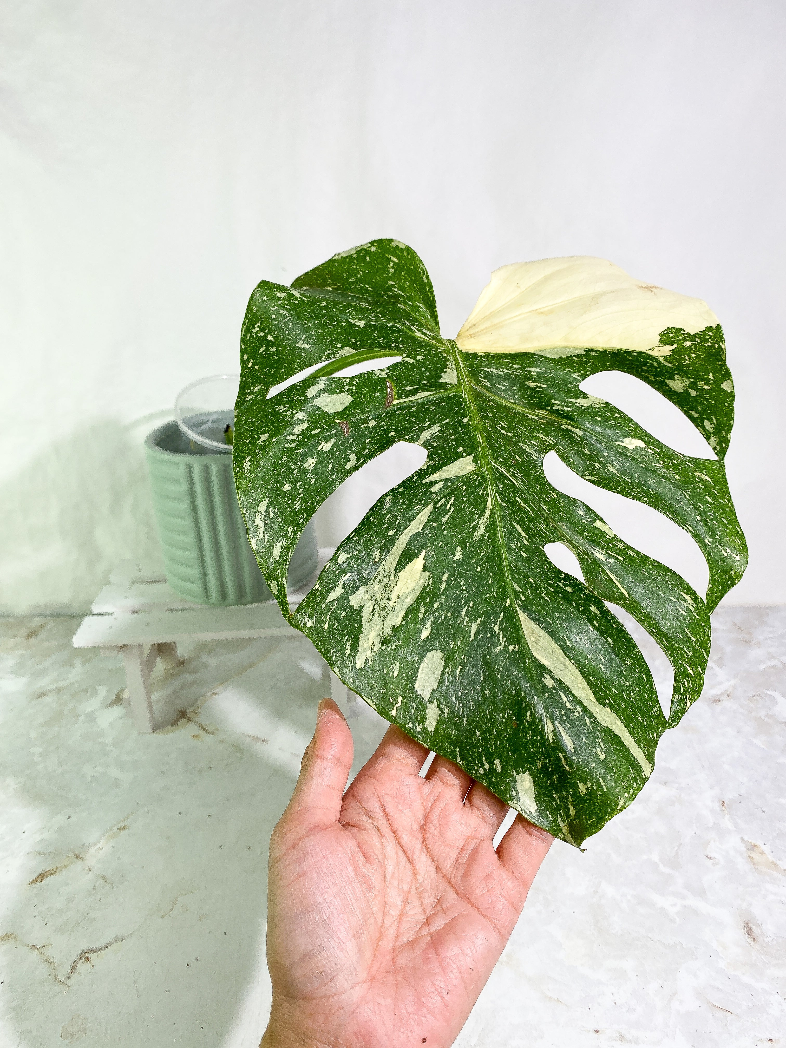 Monstera Thai Constellation Slightly Rooted in soil 1 Highly Variegated  leaf 1 sprout Top Cutting