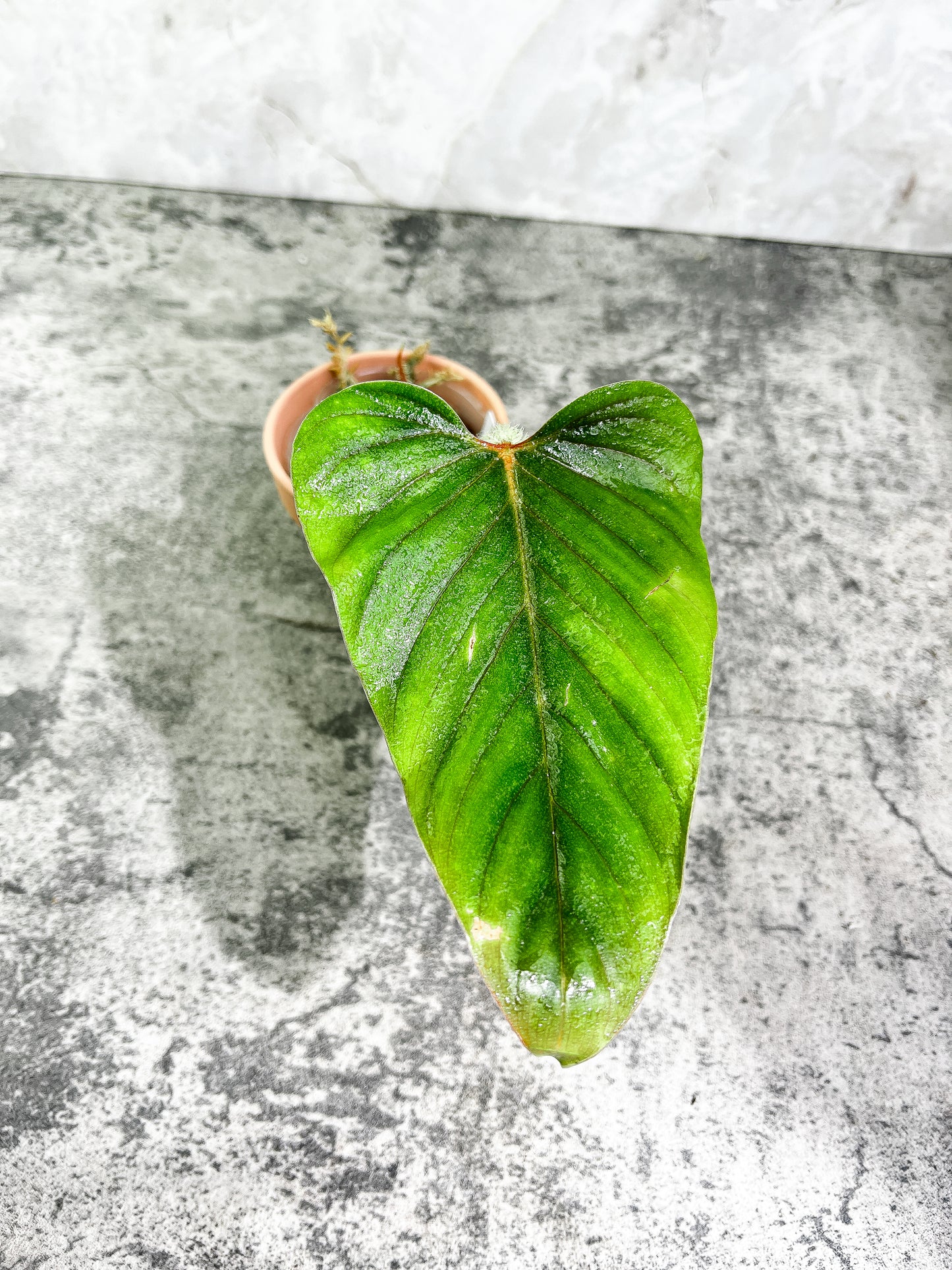 Philodendron Serpens 1 leaf 1 sprout   Rooted Top Cutting