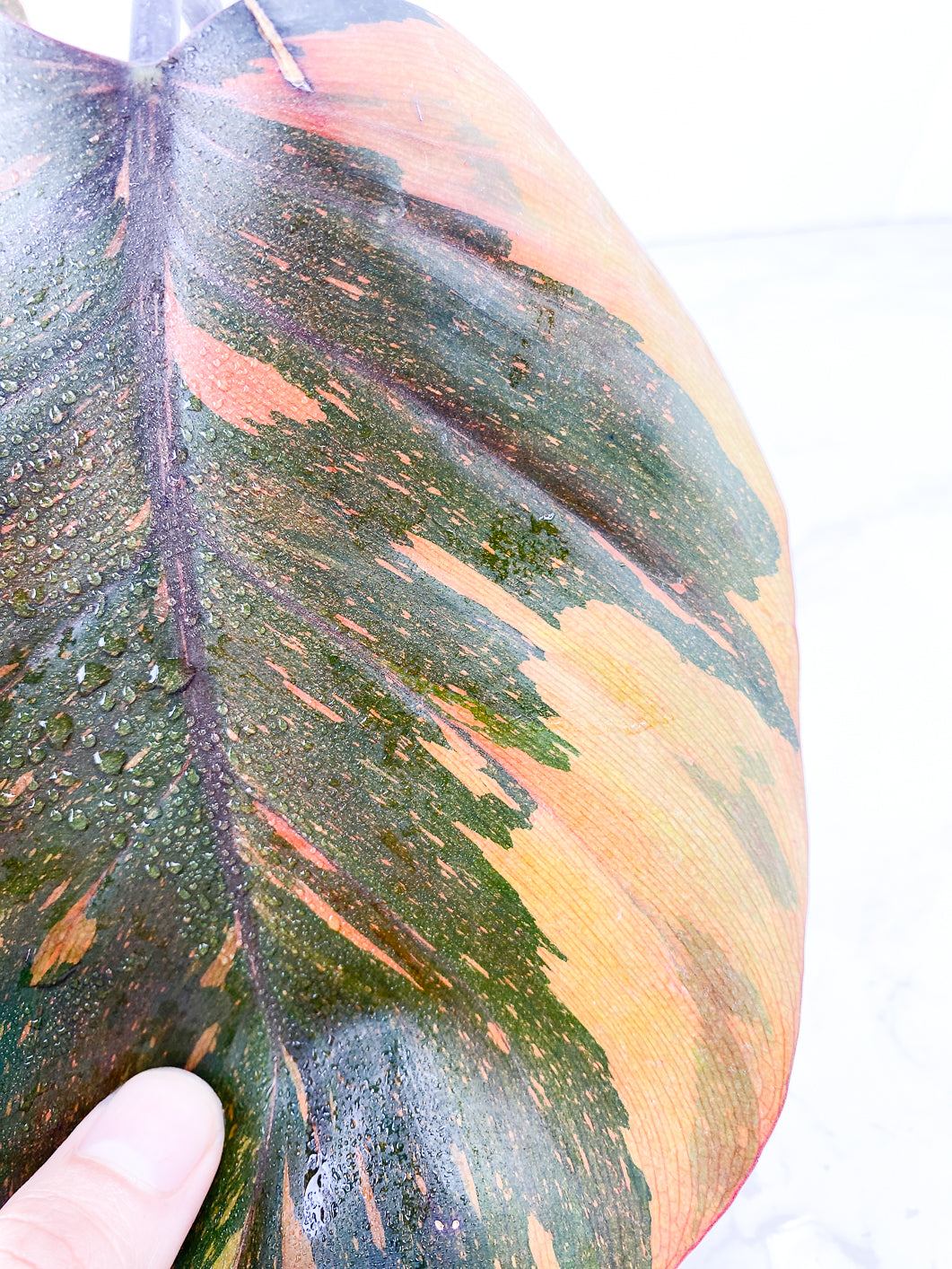Philodendron Orange Princess 2 leaves Highly Variegated