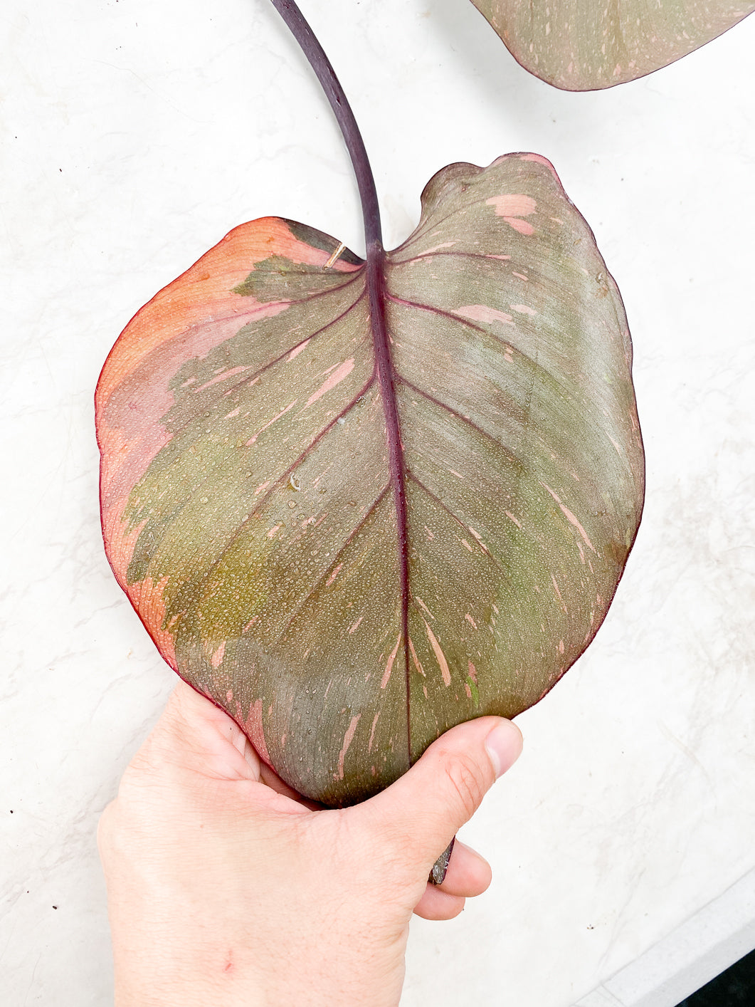 Philodendron Orange Princess 2 leaves Highly Variegated