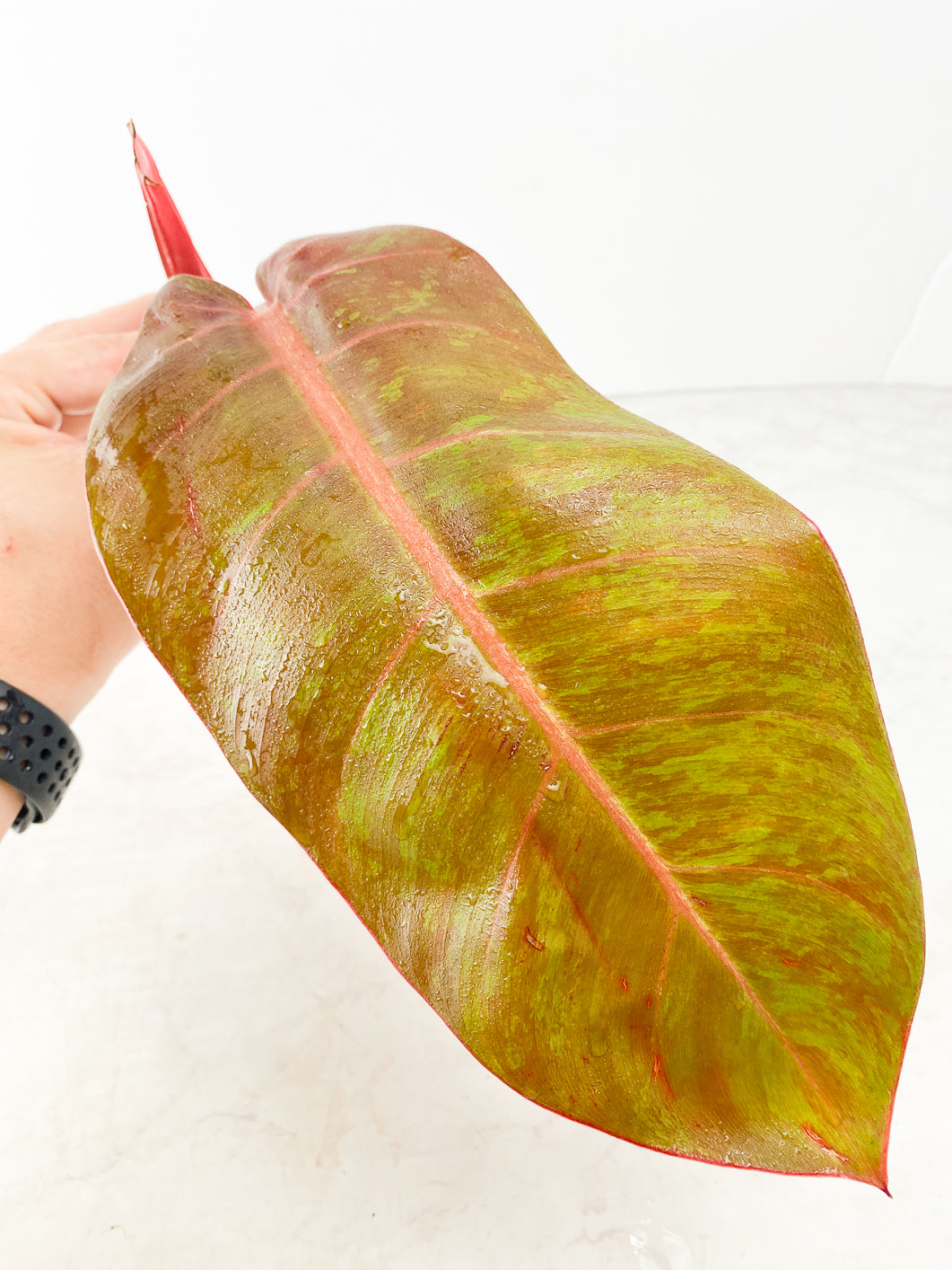 Philodendron Prince of Orange Variegated  1 leaf 1 sprout Top Cutting