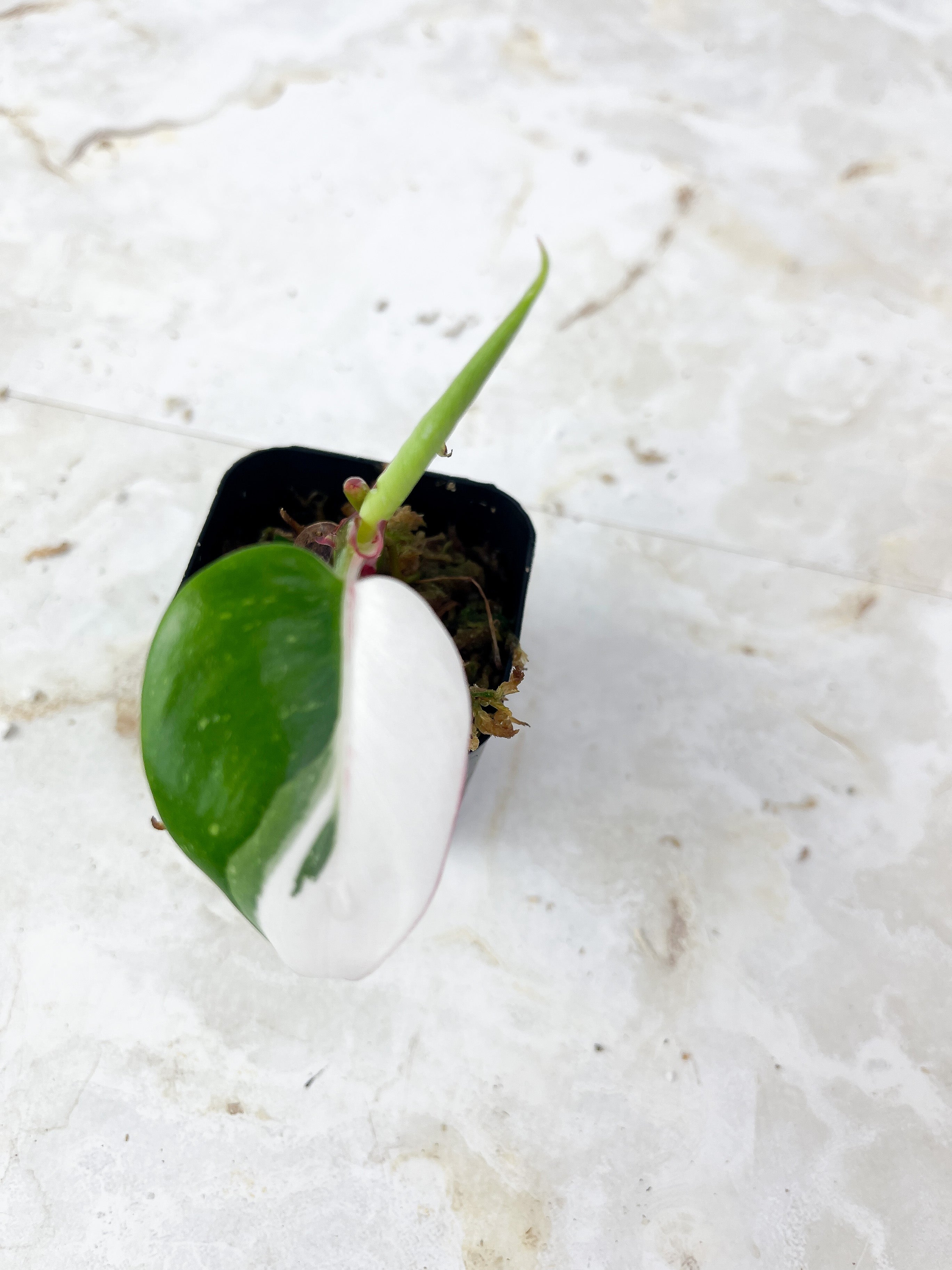 Philodendron White Princess Tricolor Rooted Cutting