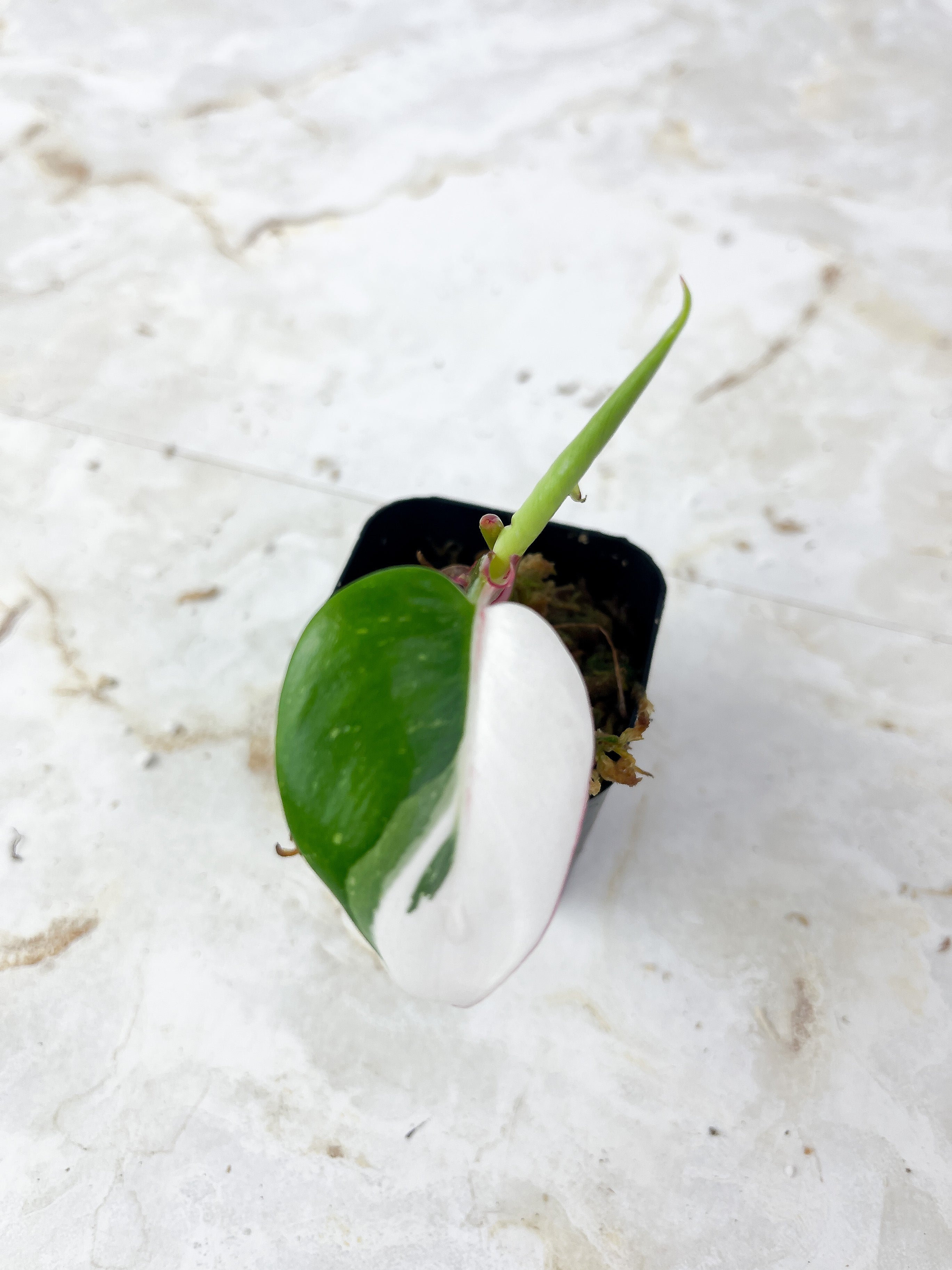 Philodendron White Princess Tricolor Rooted Cutting