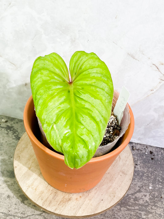Philodendron Plowmanii 1 leaf  fully rooted