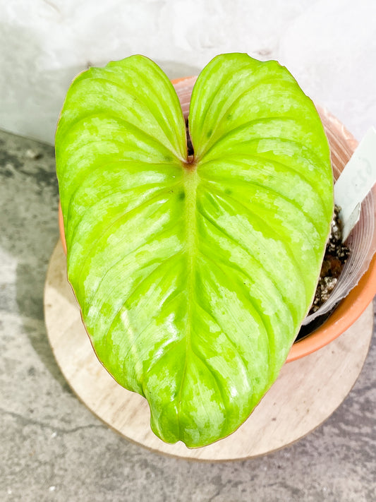 Philodendron Plowmanii 1 leaf  fully rooted