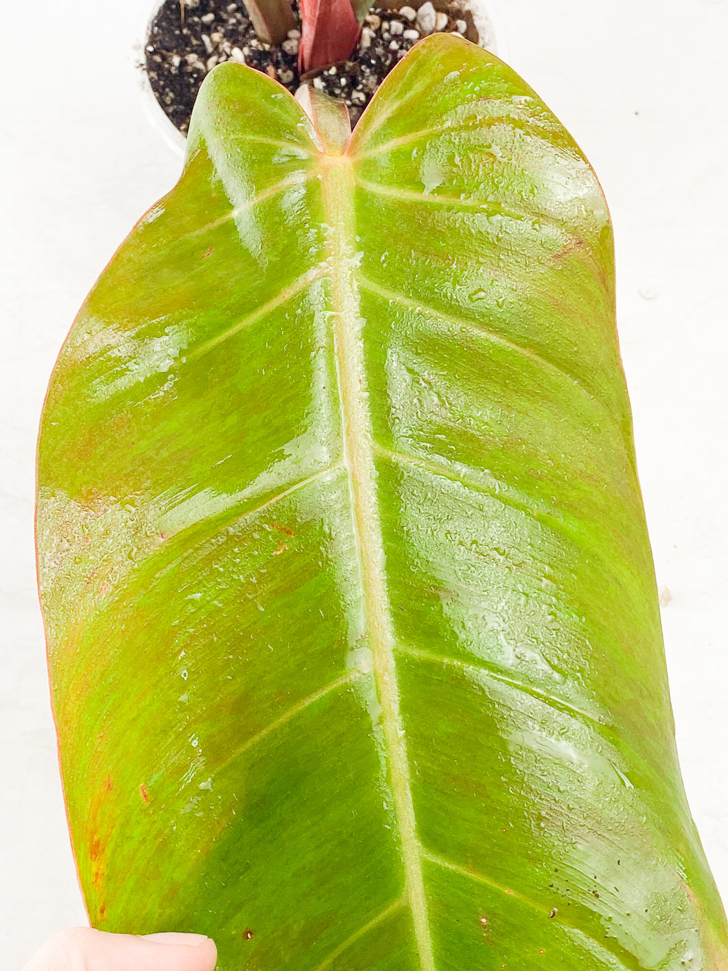 Philodendron Prince of Orange Variegated  3 leaves 1 sprout Top Cutting Slightly Rooted