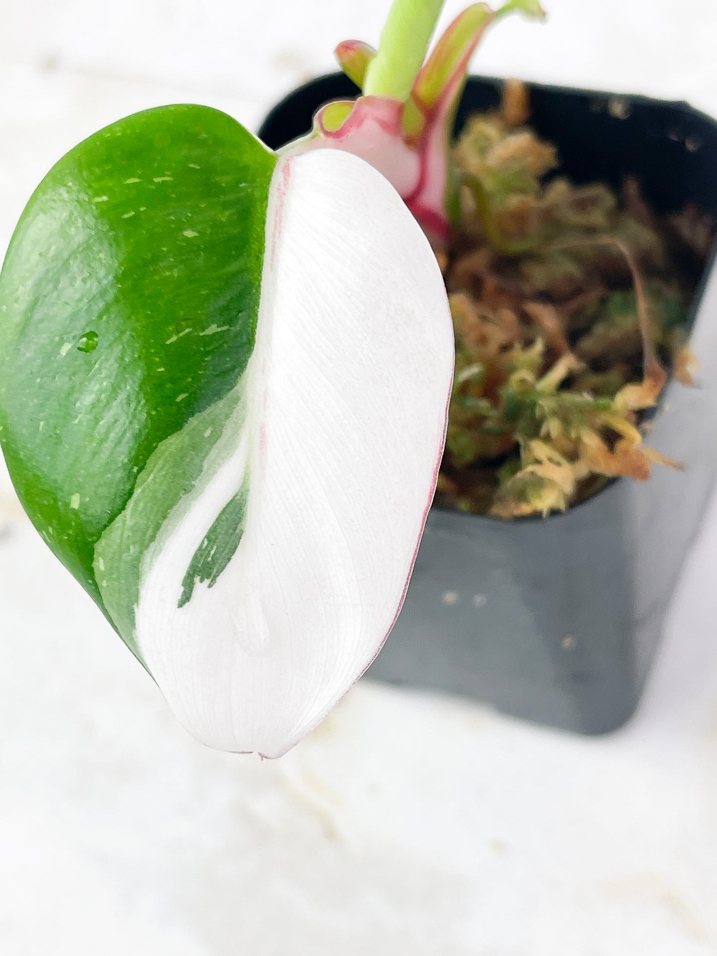 Philodendron White Princess Tricolor Rooted Cutting