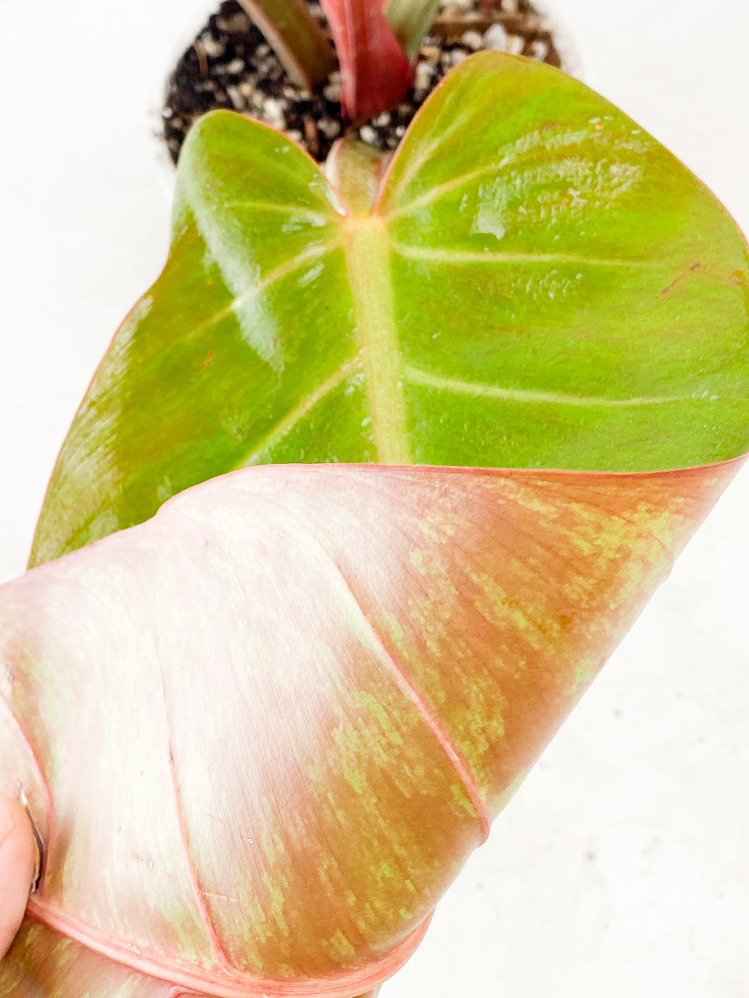 Philodendron Prince of Orange Variegated  3 leaves 1 sprout Top Cutting Slightly Rooted