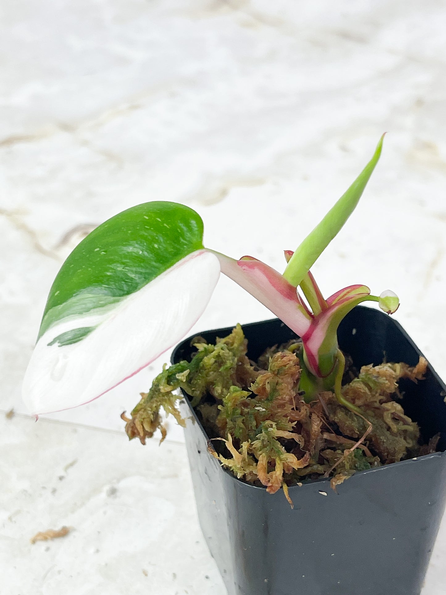 Philodendron White Princess Tricolor Rooted Cutting
