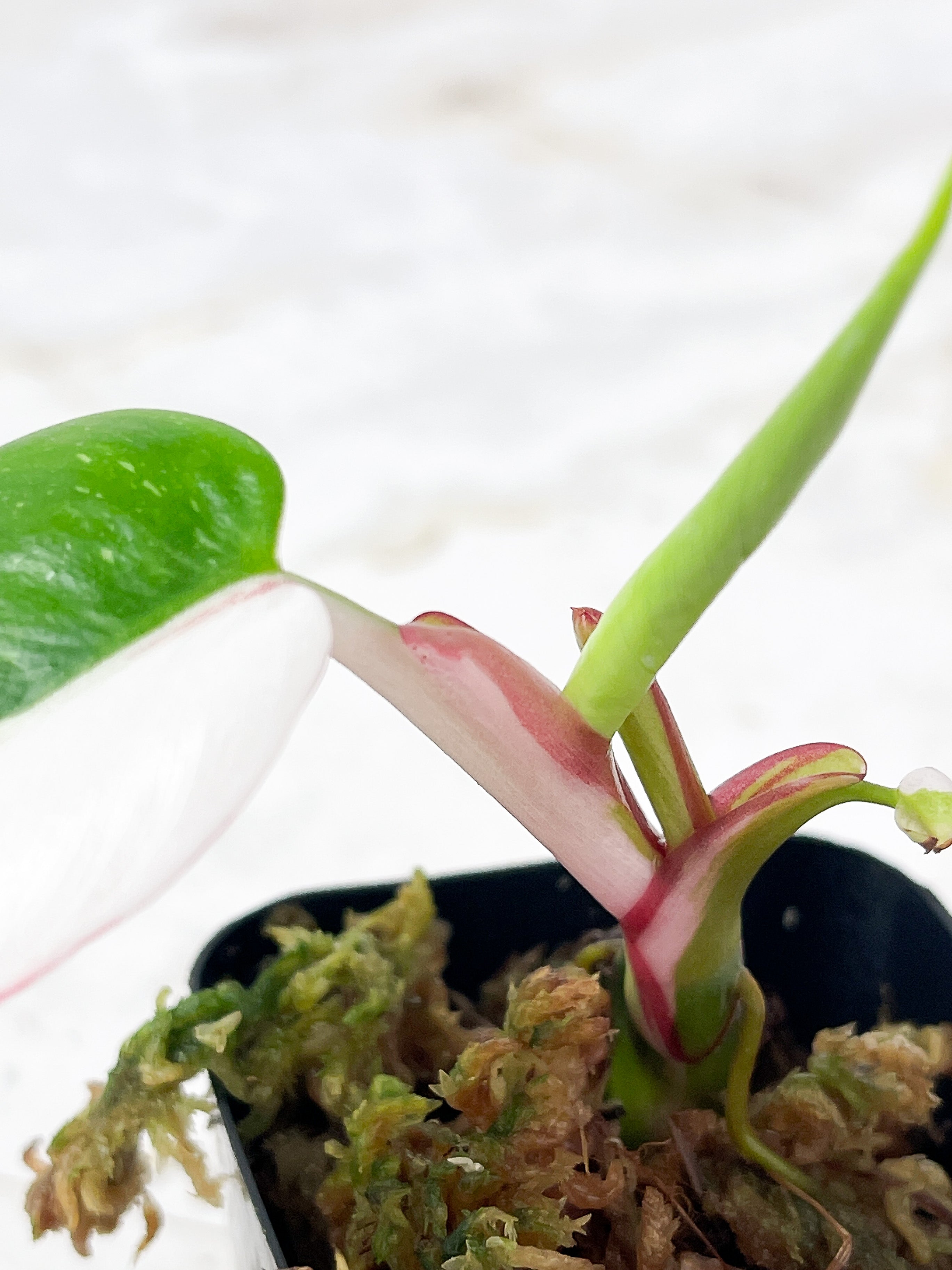 Philodendron White Princess Tricolor Rooted Cutting