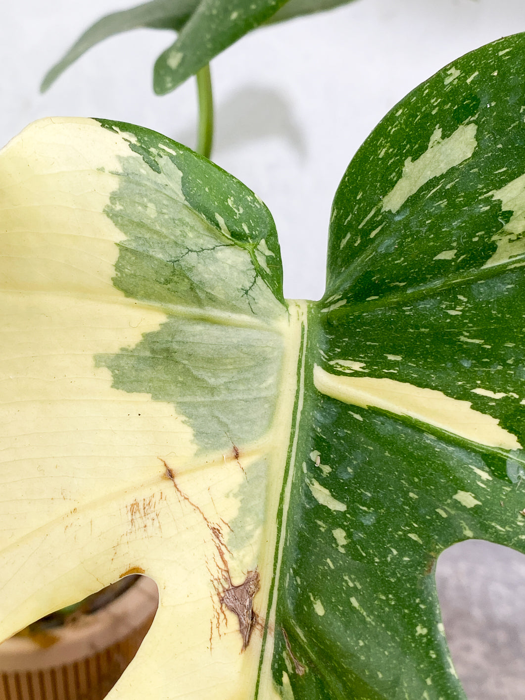 Monstera Thai Constellations sectoral Highly Variegated   3 leaves Rooted