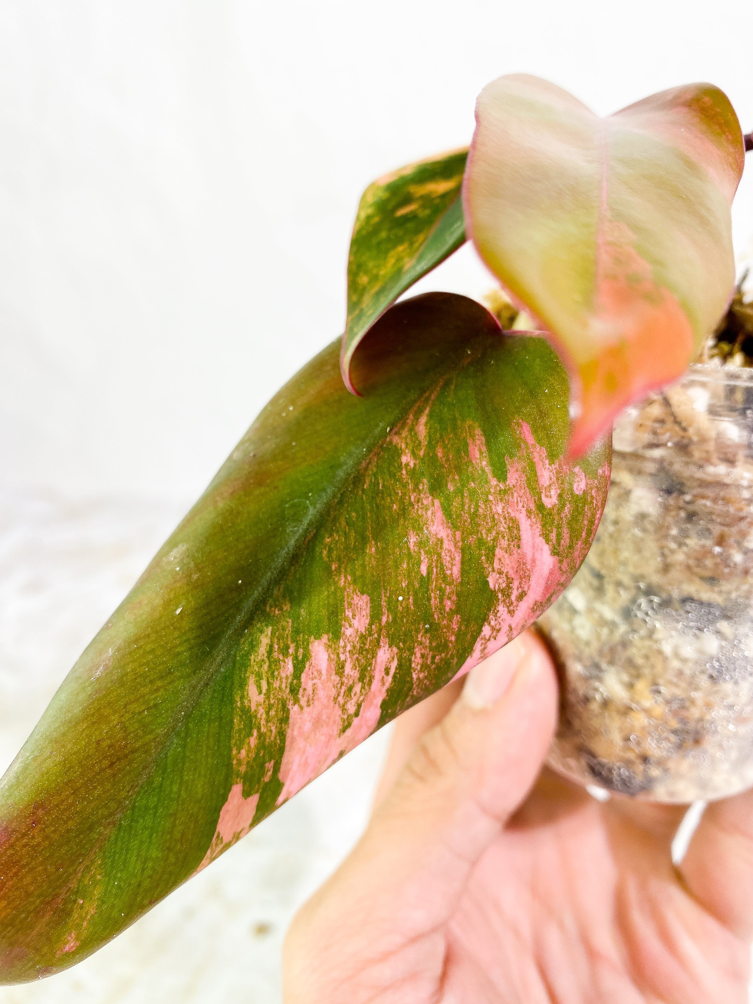 Philodendron Strawberry Shake "Dark Phoenix"  4 leaves Rooted