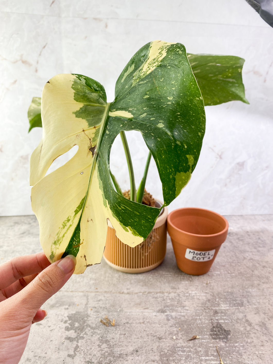 Monstera Thai Constellations sectoral Highly Variegated   3 leaves Rooted