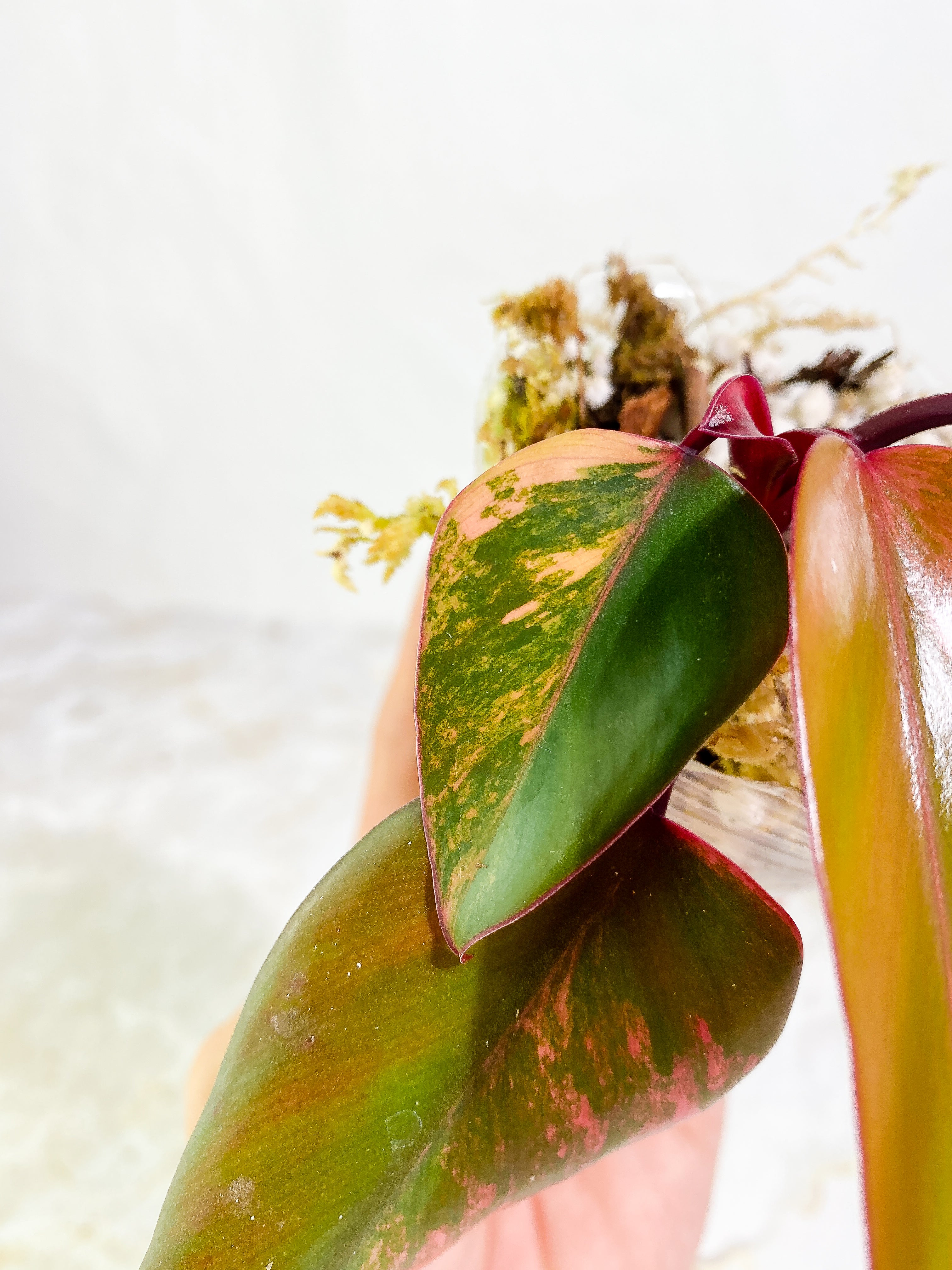 Philodendron Strawberry Shake "Dark Phoenix"  4 leaves Rooted