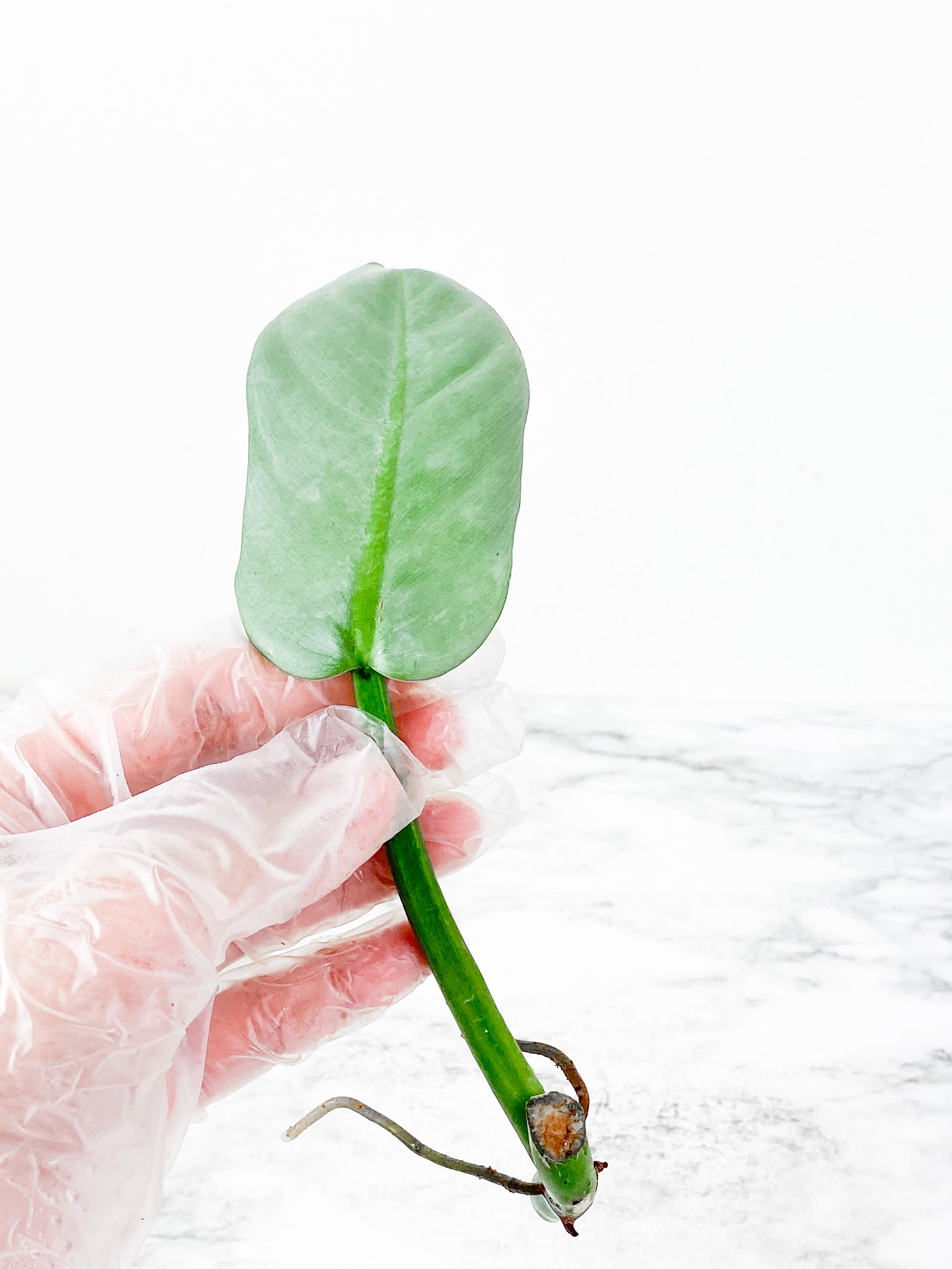 Philodendron Silver Sword rooting 1 leaf cutting