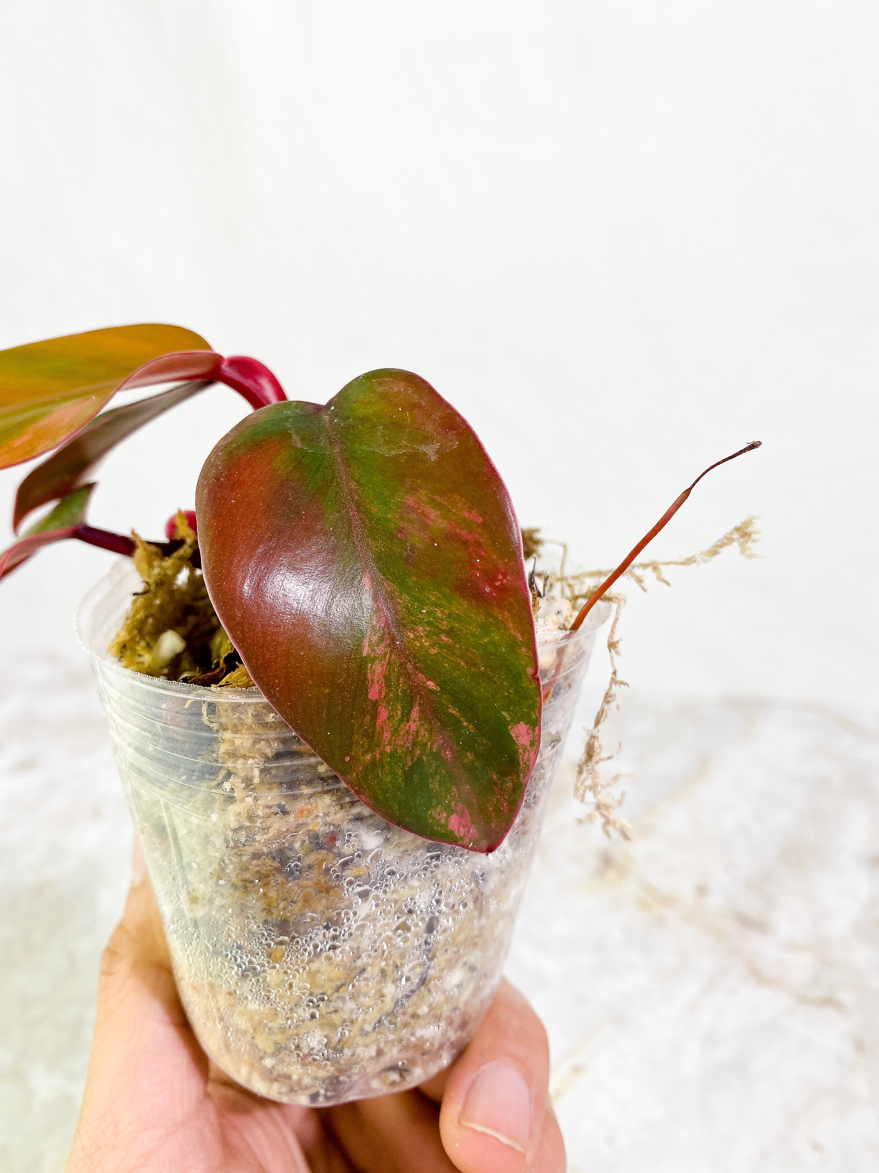 Philodendron Strawberry Shake "Dark Phoenix"  4 leaves Rooted