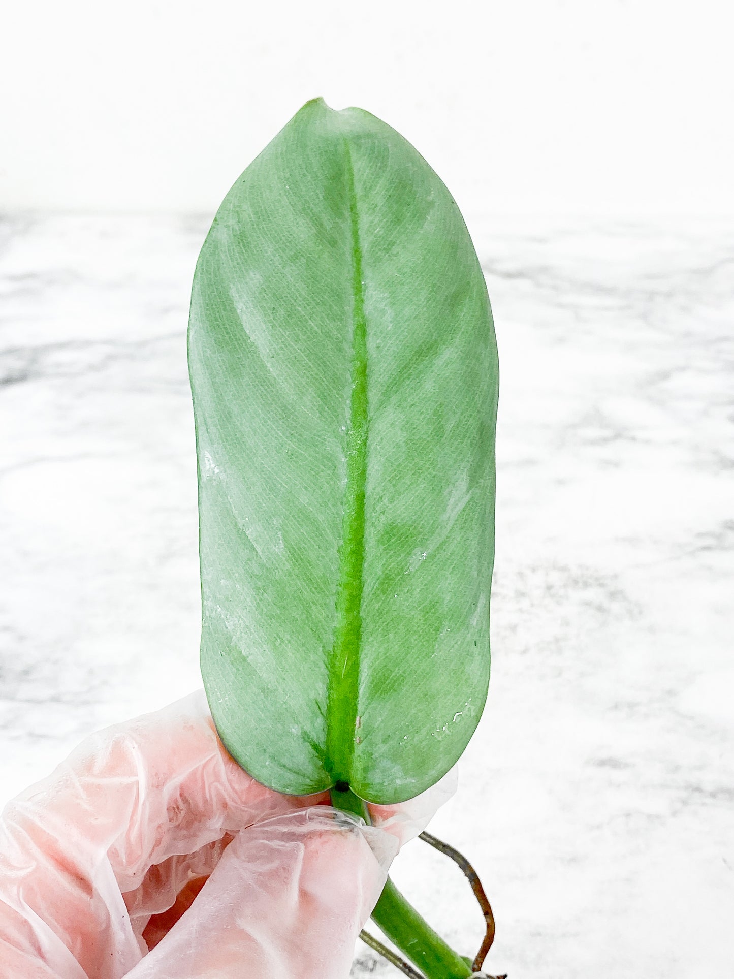 Philodendron Silver Sword rooting 1 leaf cutting