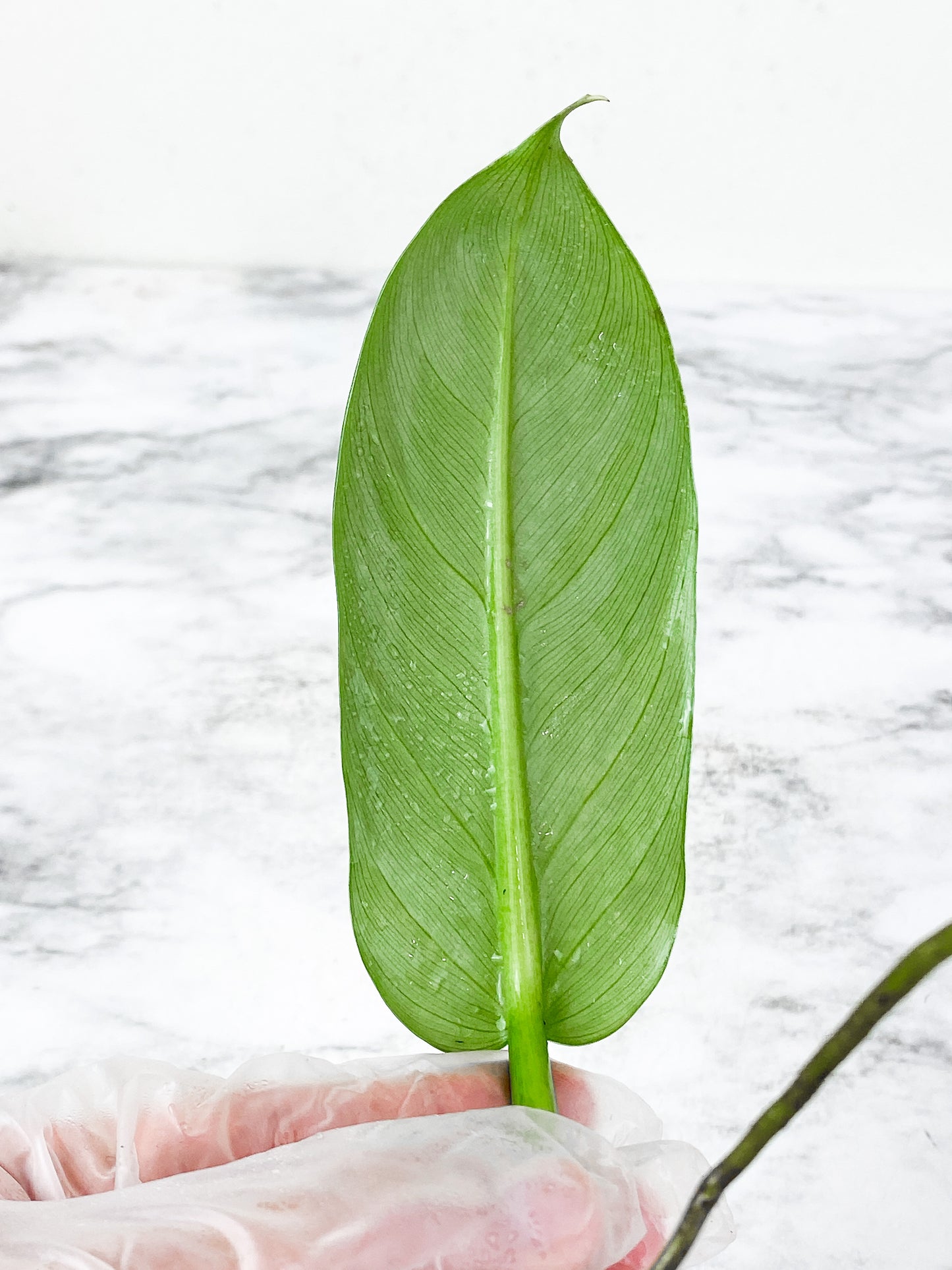 Philodendron Silver Sword rooting 1 leaf cutting
