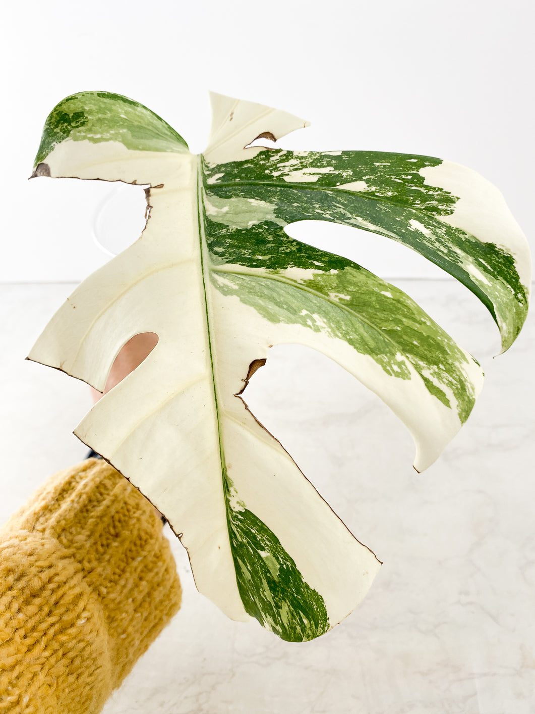 Monstera albo white Tiger Japanese