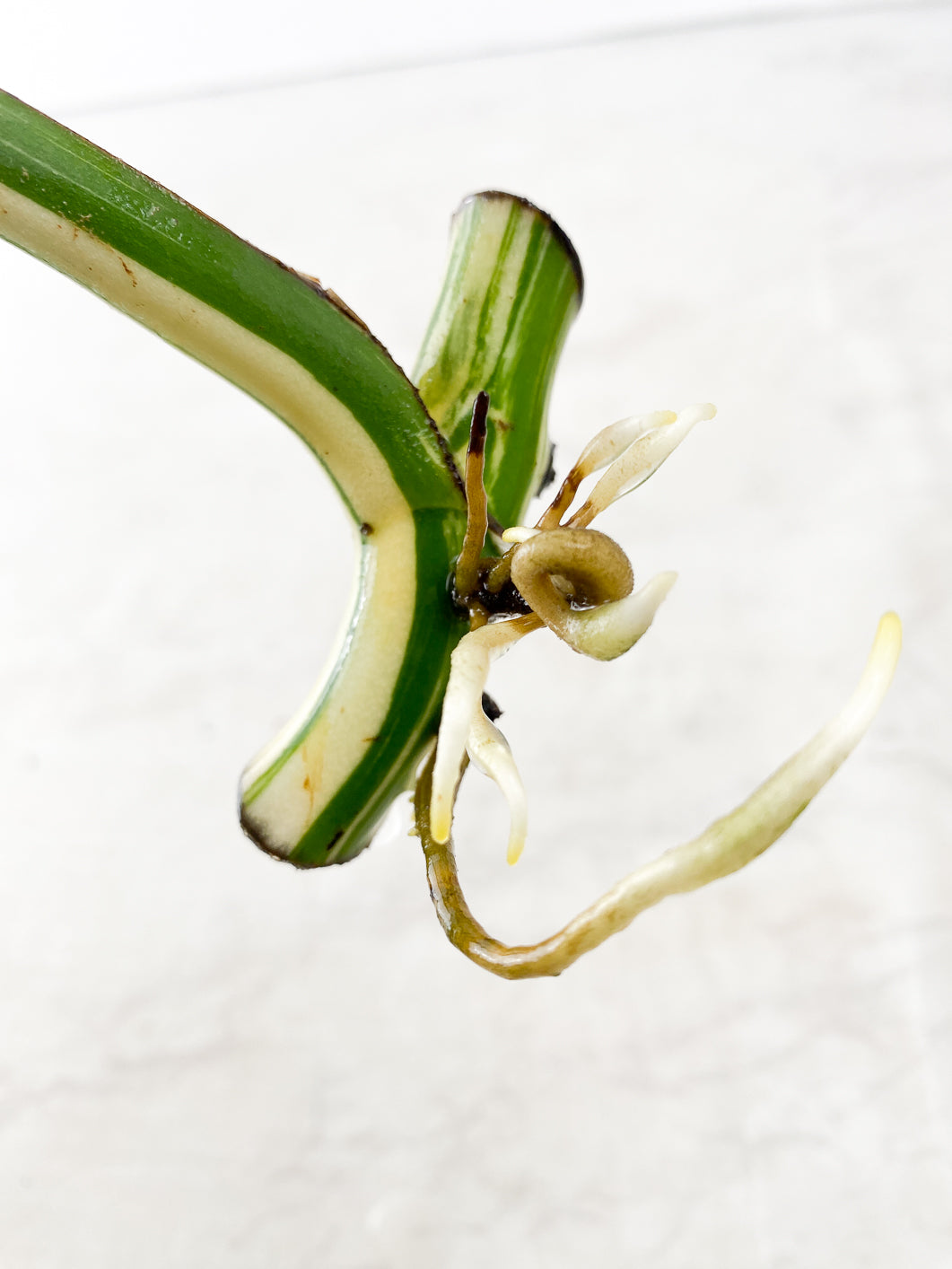 Monstera albo white Tiger Japanese