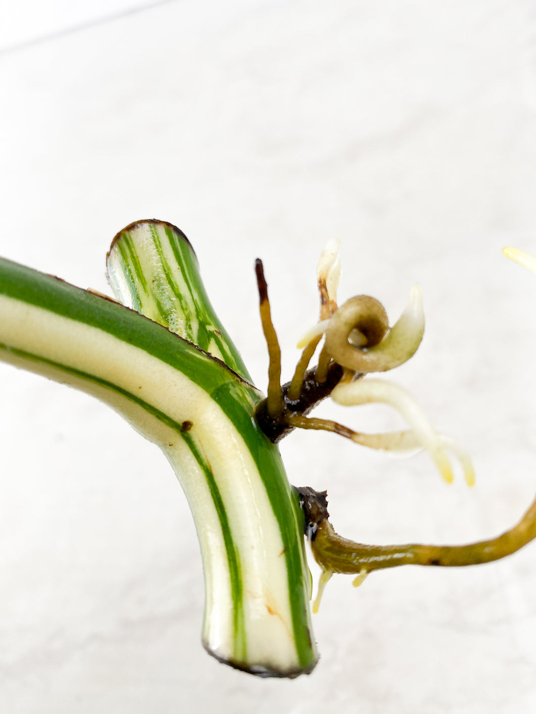 Monstera albo white Tiger Japanese