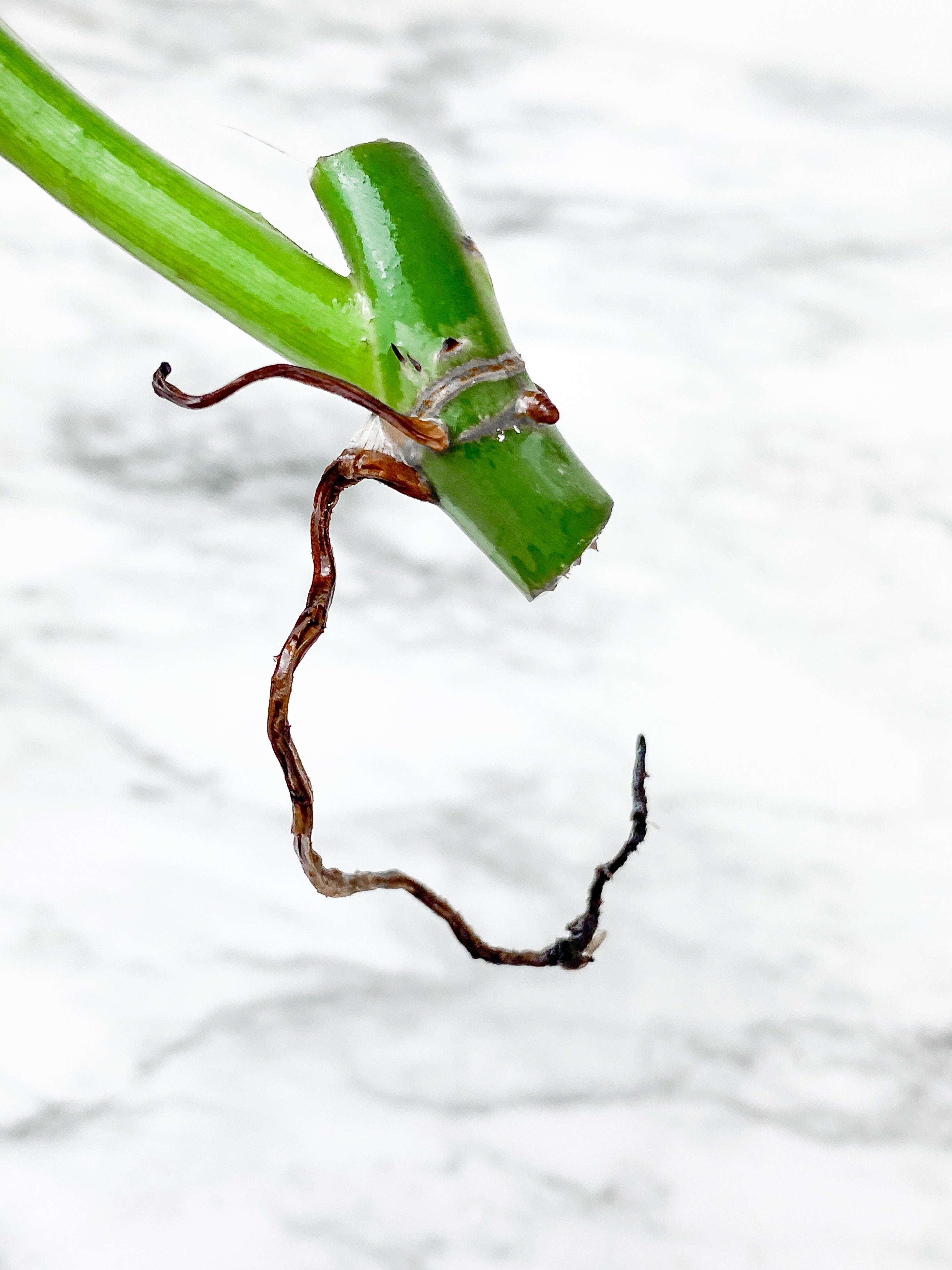 Philodendron Silver Sword rooting 1 leaf cutting