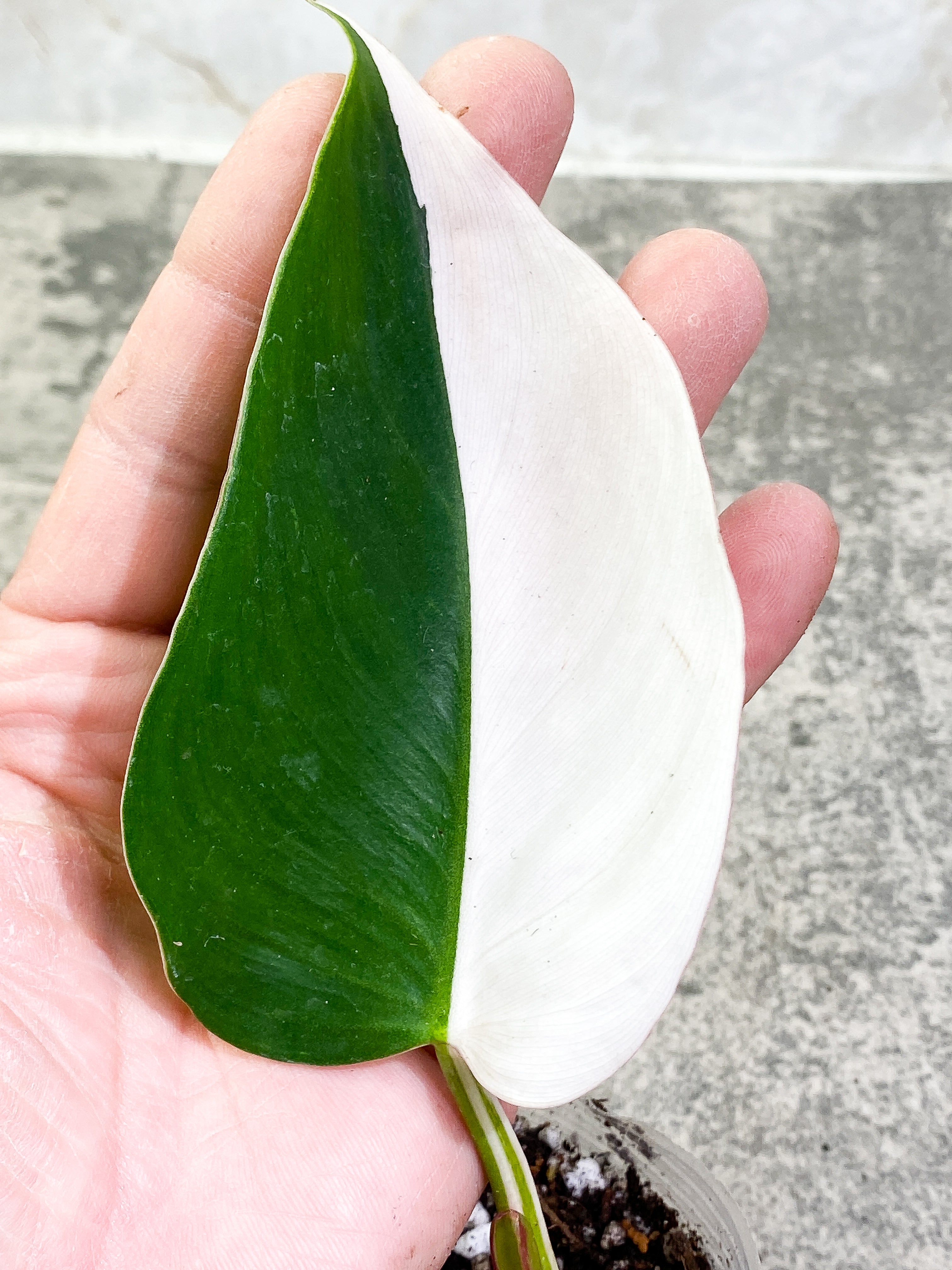 Philodendron White Princess 1 leaf Rooted Half Moon