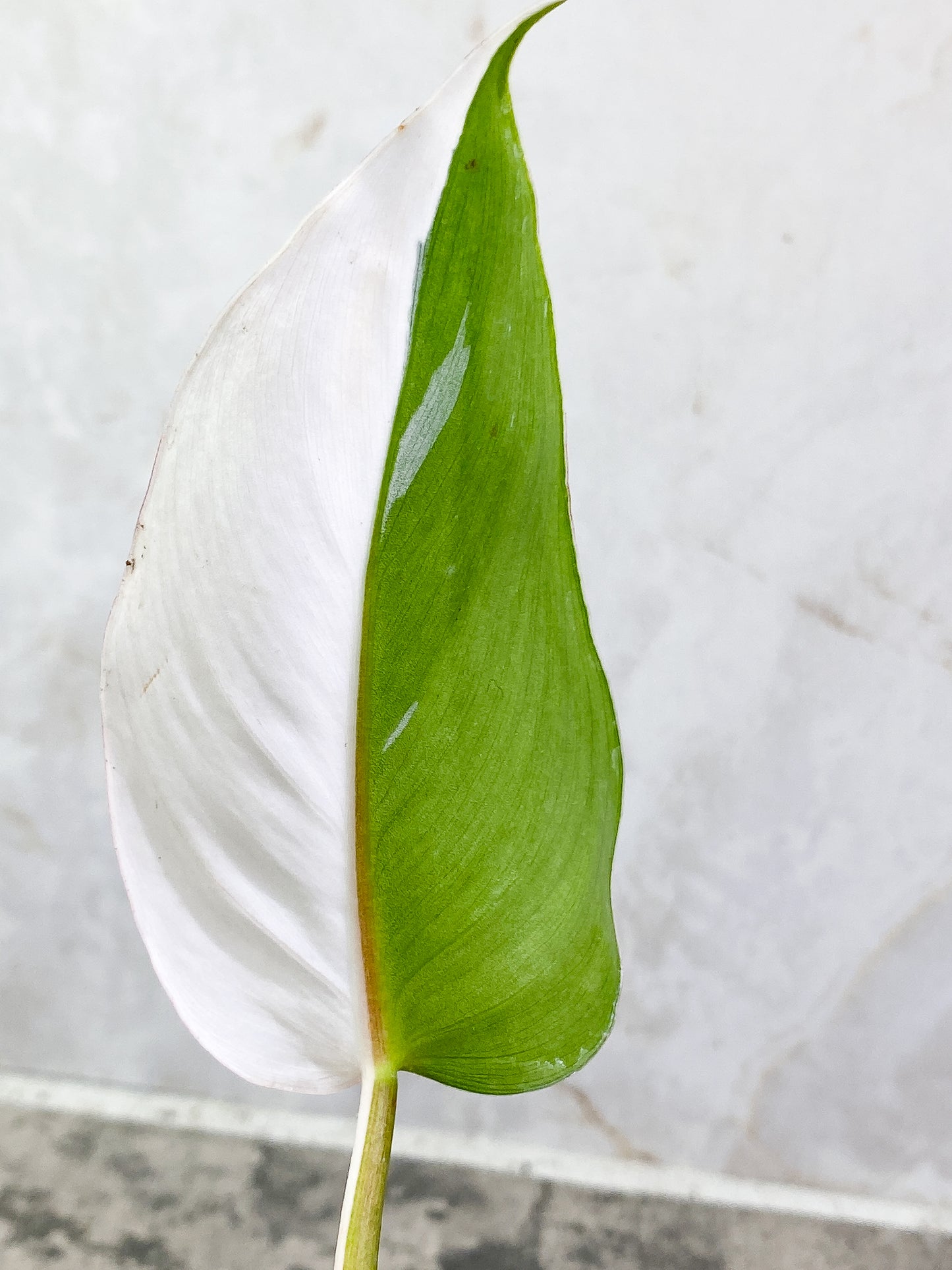 Philodendron White Princess 1 leaf Rooted Half Moon