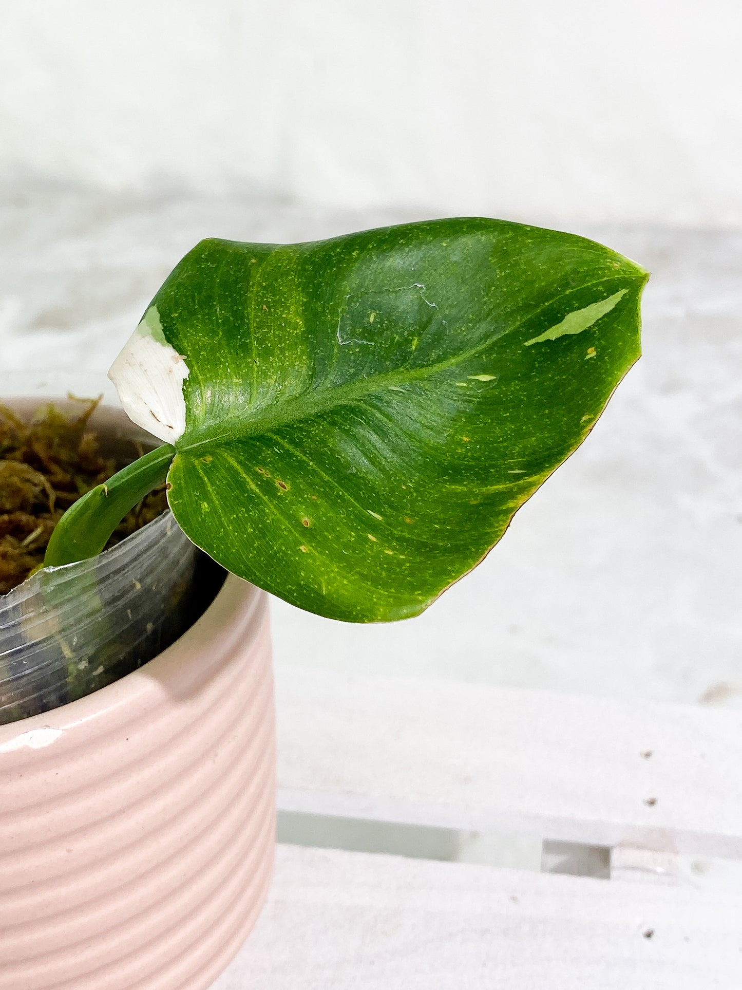 Philodendron white wizard slightly rooted 1 leaf
