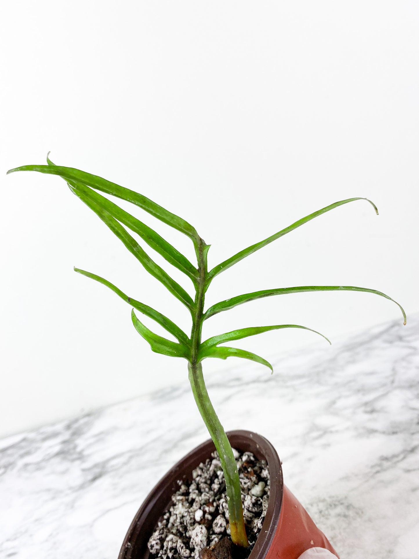 Philodendron Tortum narrow form Rooted 1 leaf