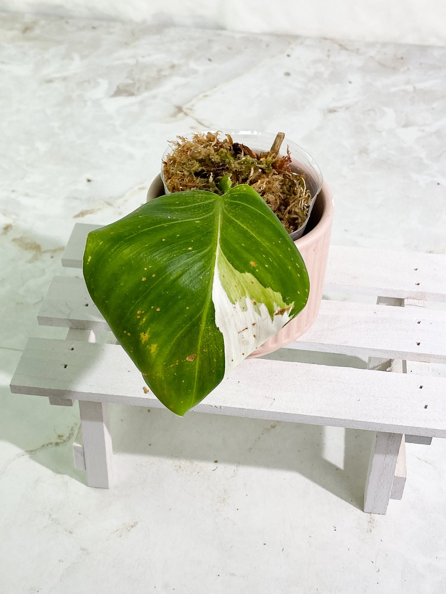 Philodendron white wizard slightly rooted 1 leaf