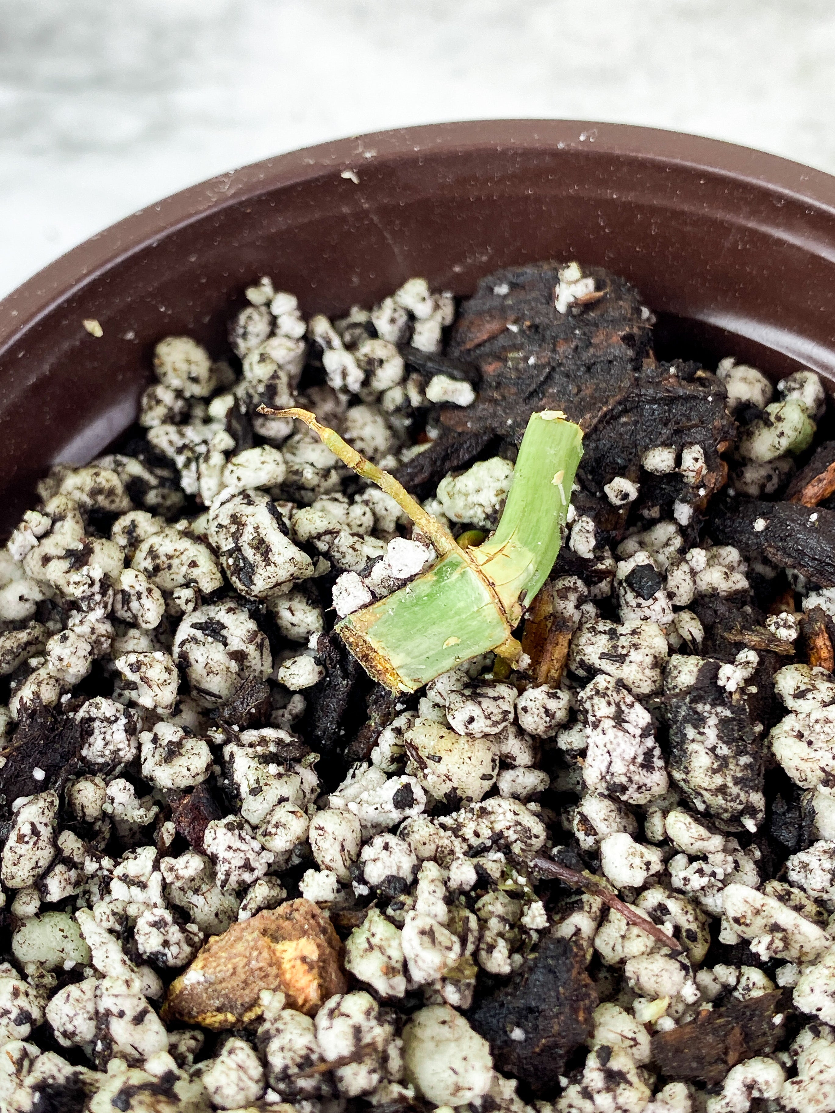 Philodendron Tortum narrow form Rooted node