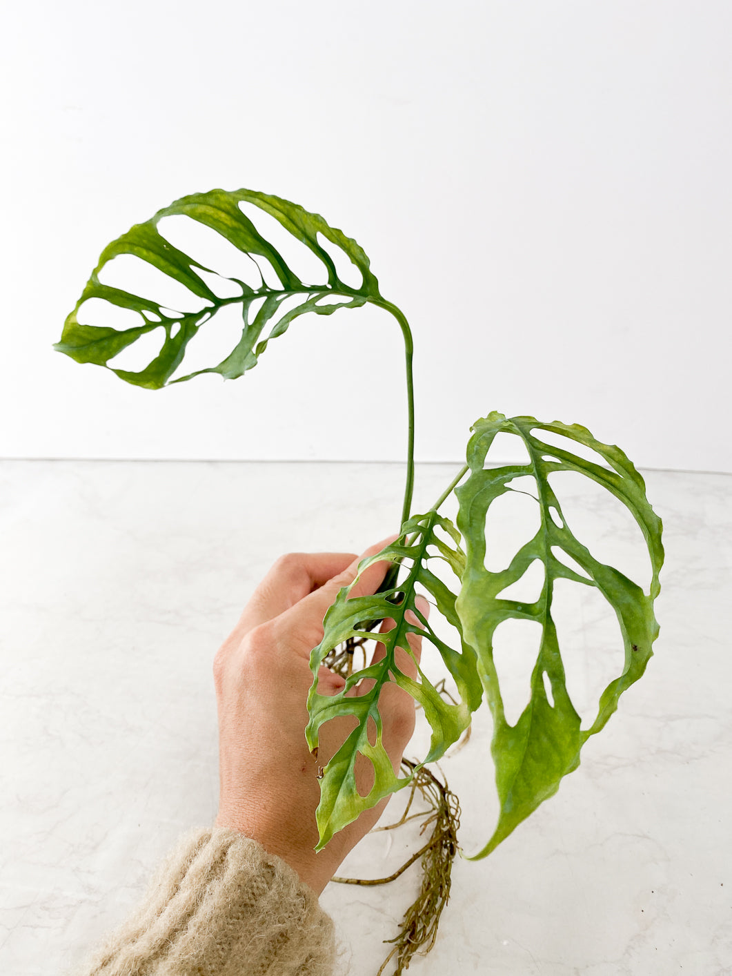 Monstera Obliqua Peru 3 Leaf