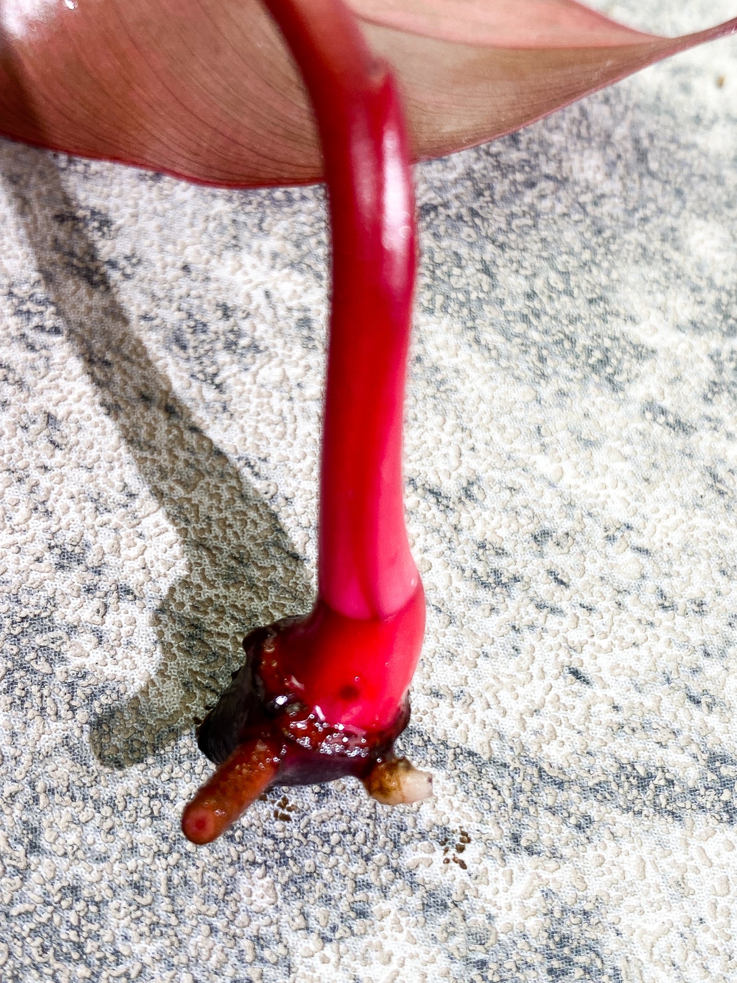 Philodendron Strawberry Shake 1 leaf Rooting top cutting