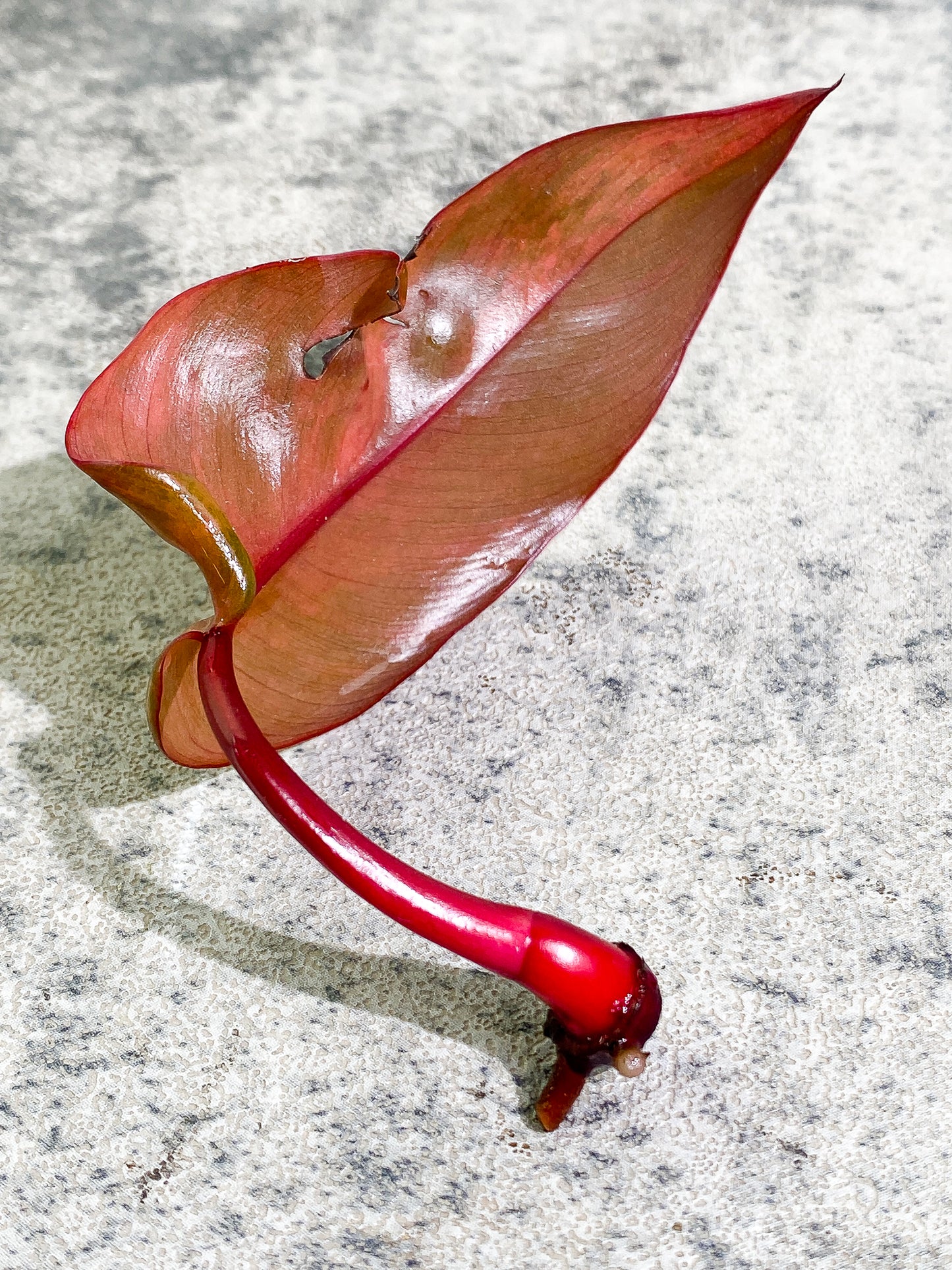Philodendron Strawberry Shake 1 leaf Rooting top cutting