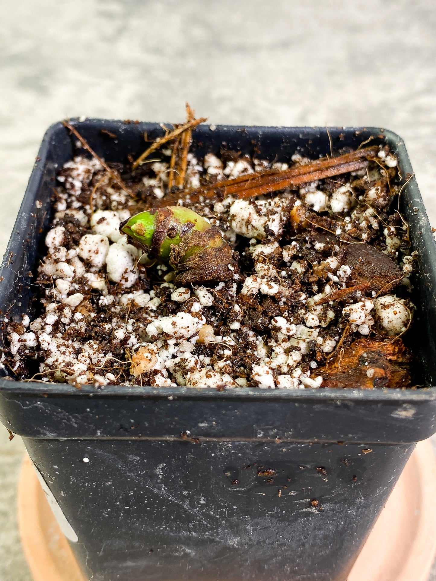 Philodendron Lynamii 1 sprout slightly rooted node