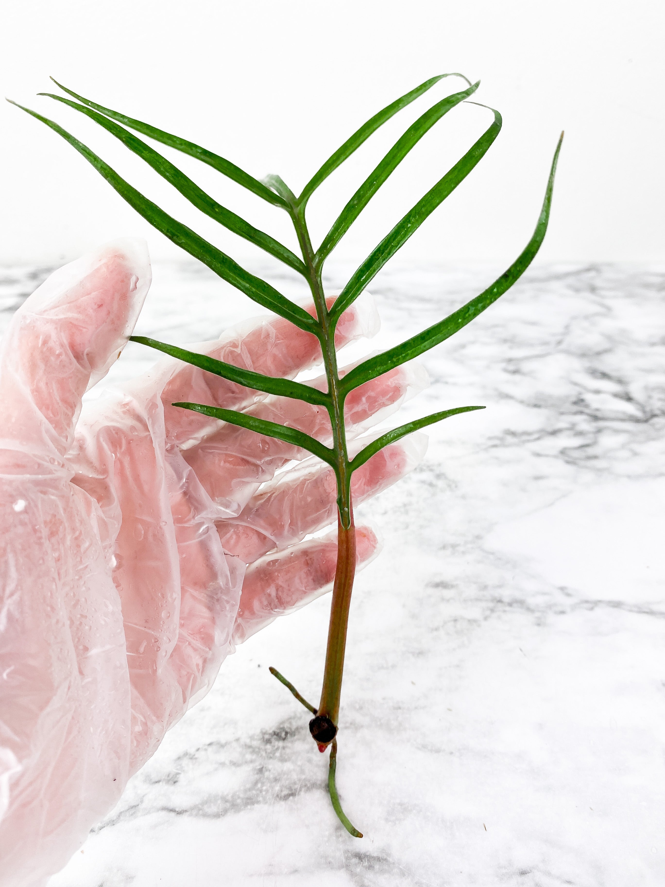 Philodendron Tortum narrow form 1 leaf and 1 new bud rooting