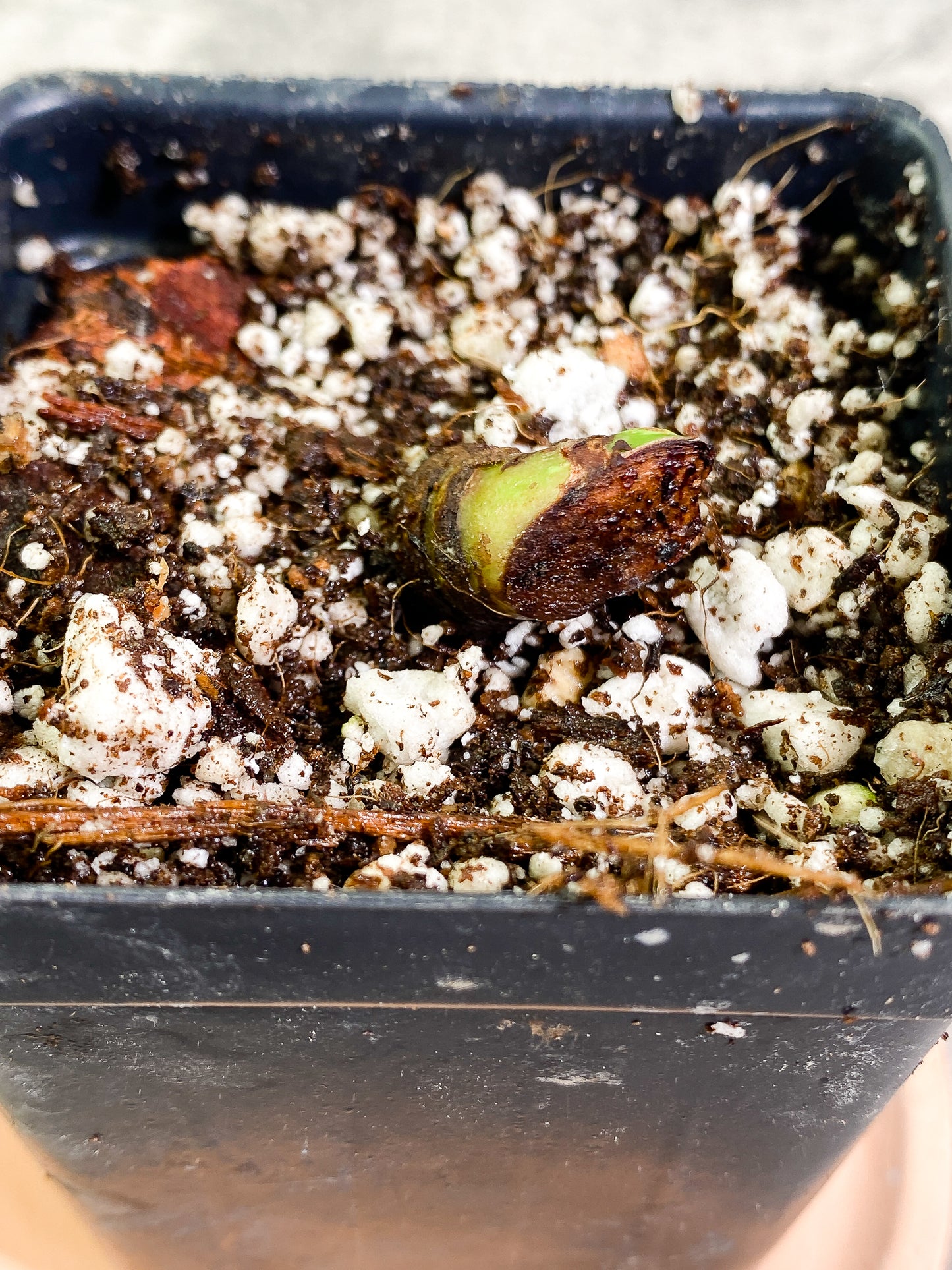Philodendron Lynamii 1 sprout slightly rooted node