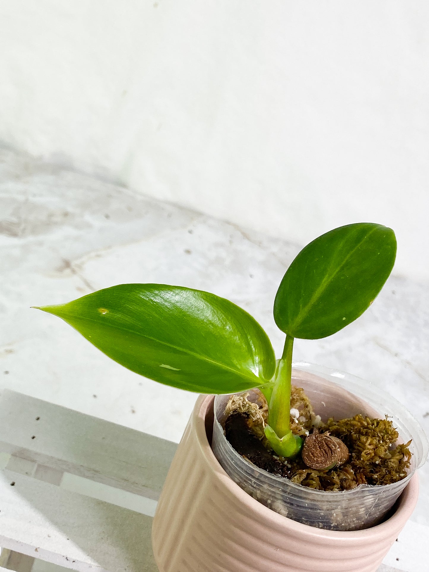 Philodendron white wizard rooted 2 leaves