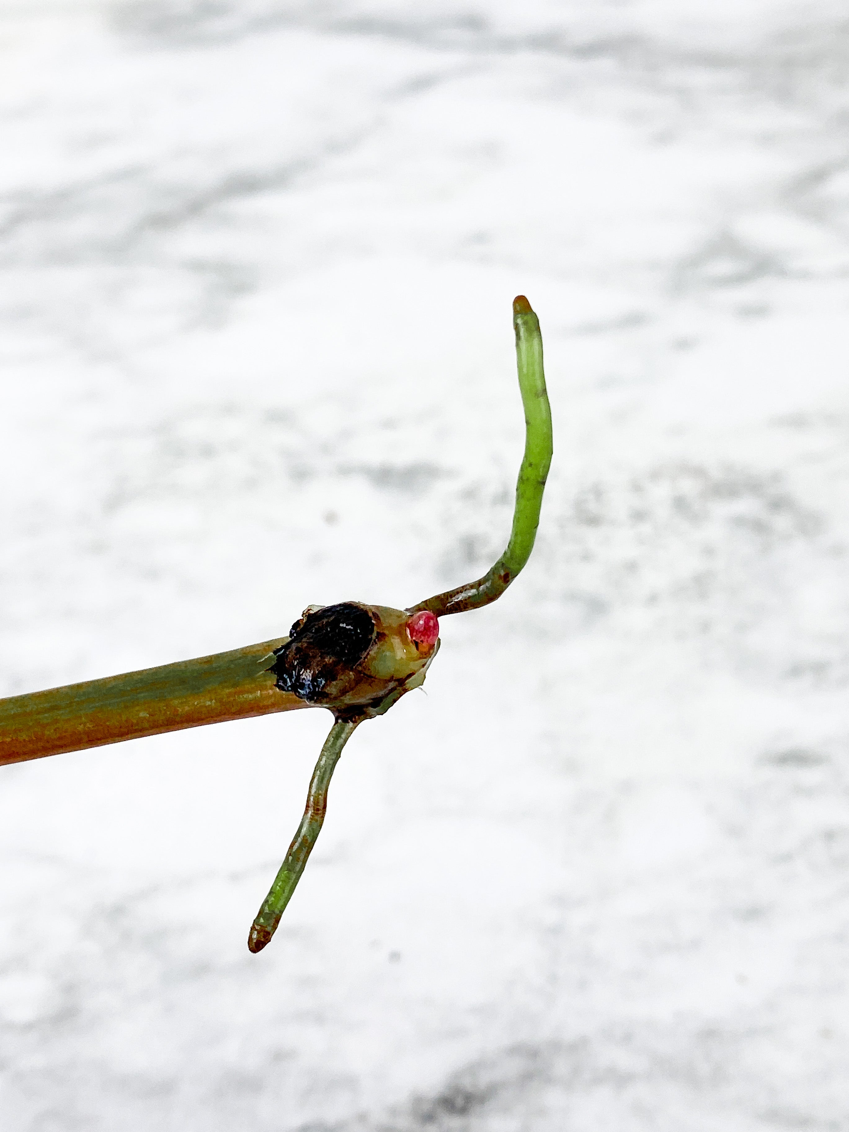 Philodendron Tortum narrow form 1 leaf and 1 new bud rooting