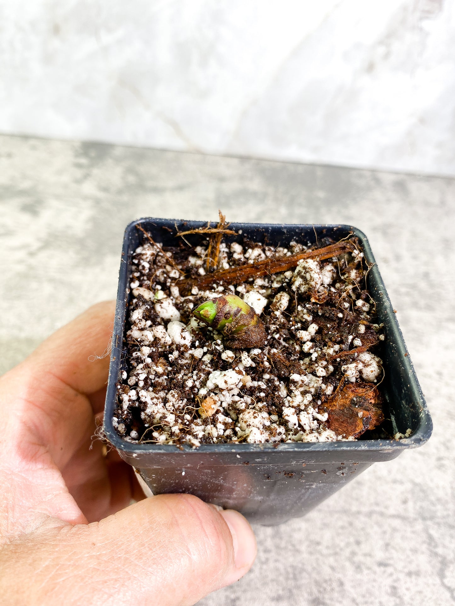 Philodendron Lynamii 1 sprout slightly rooted node