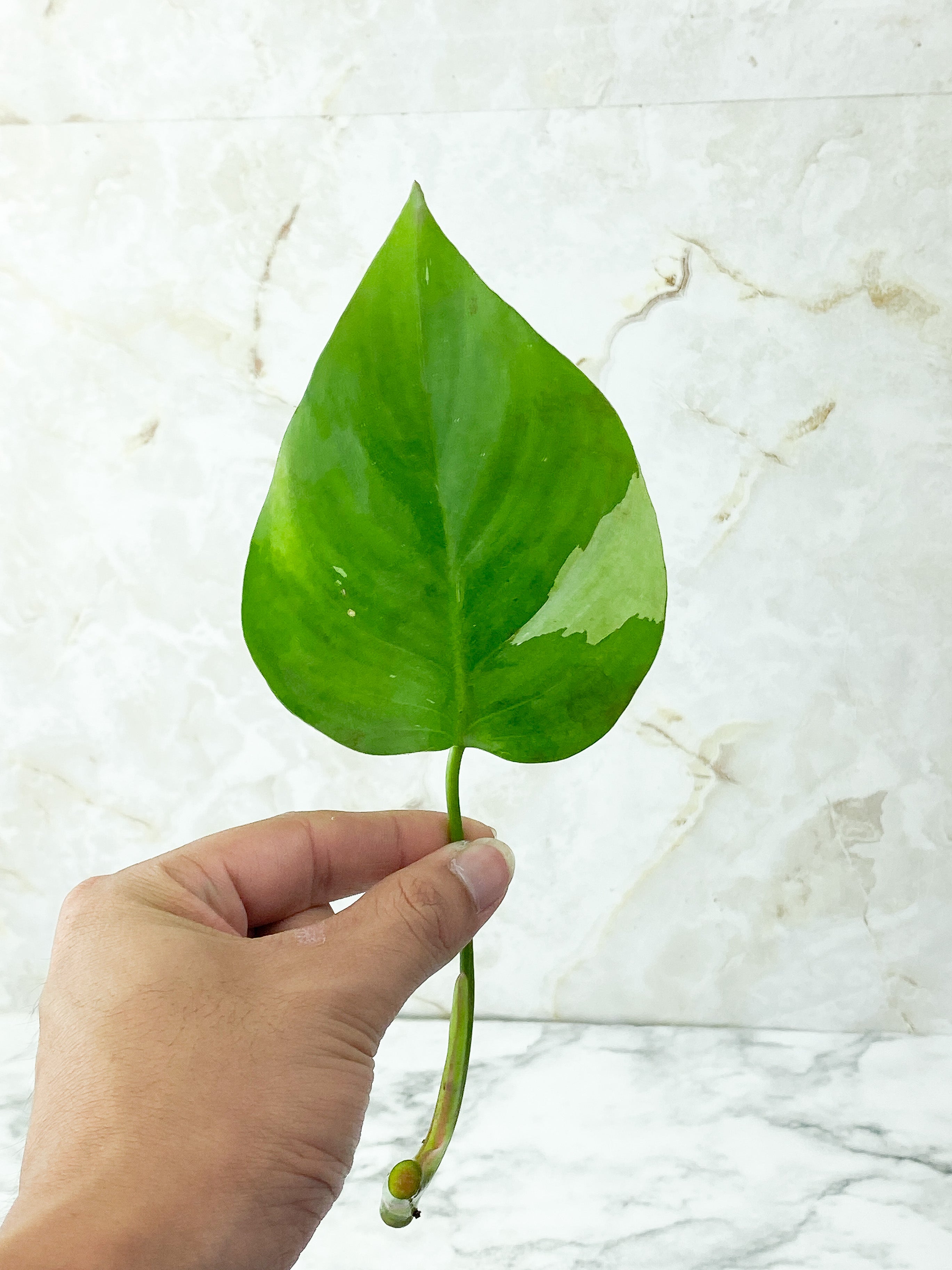 Philodendron White Princess unrooted Cutting