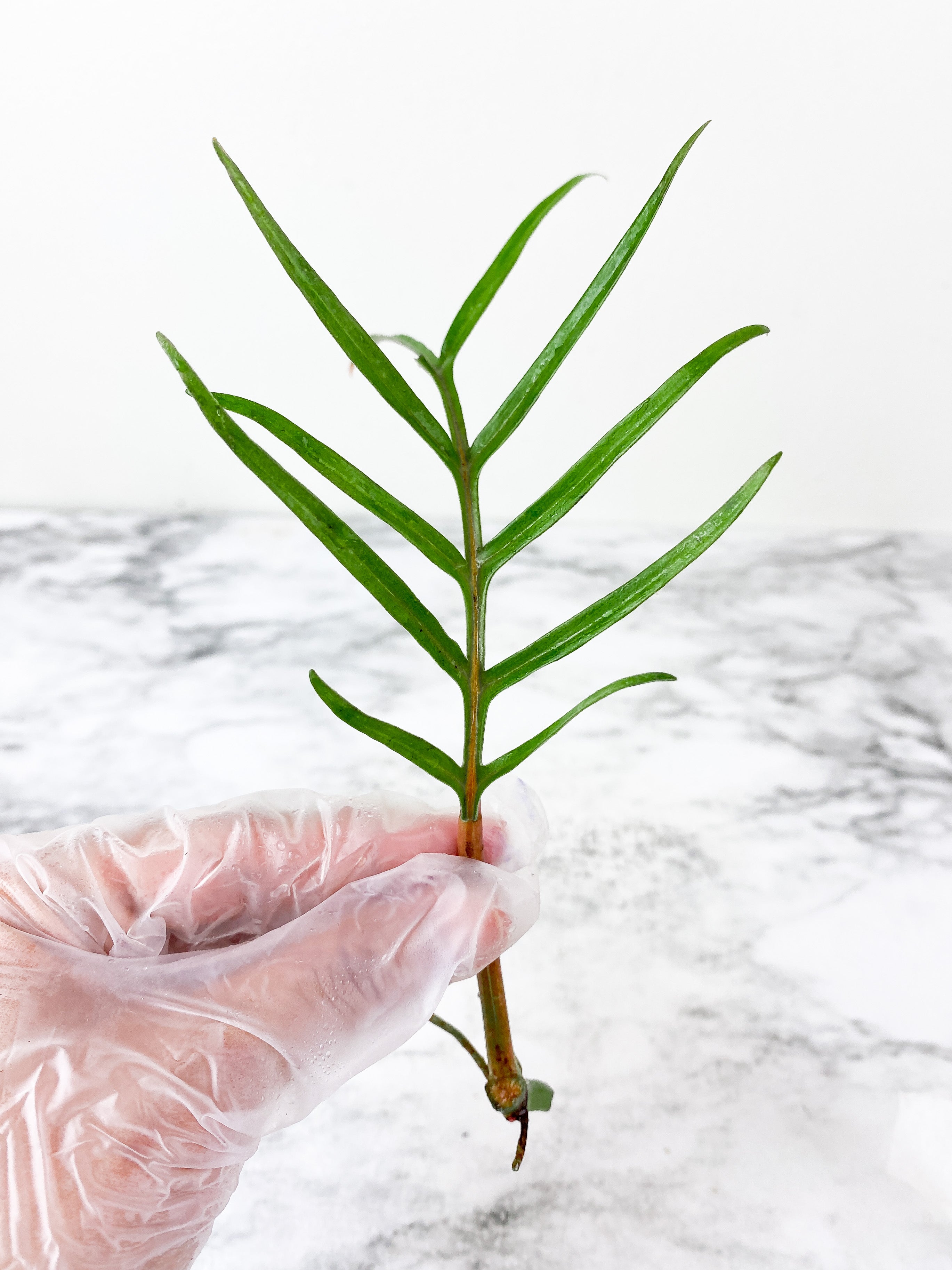 Philodendron Tortum narrow form 1 leaf  and 1 new bud rooting