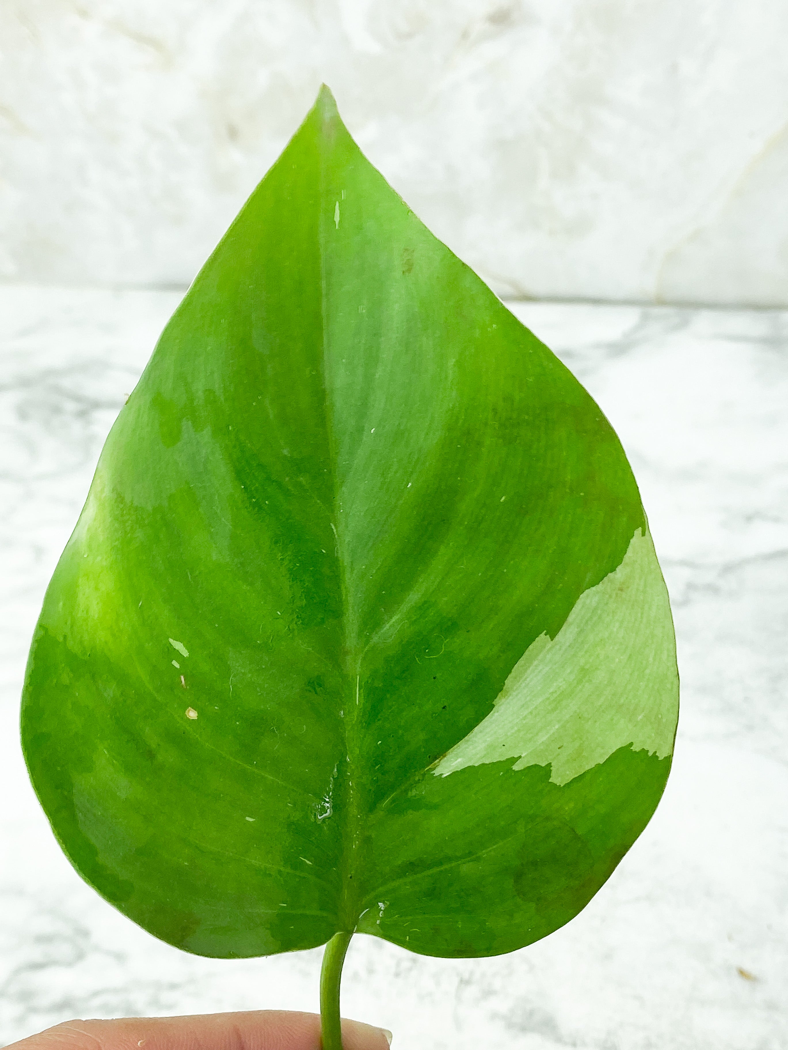 Philodendron White Princess unrooted Cutting