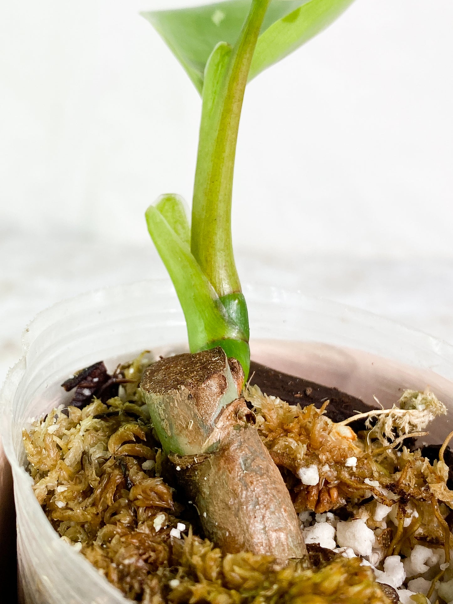 Philodendron white wizard rooted 2 leaves
