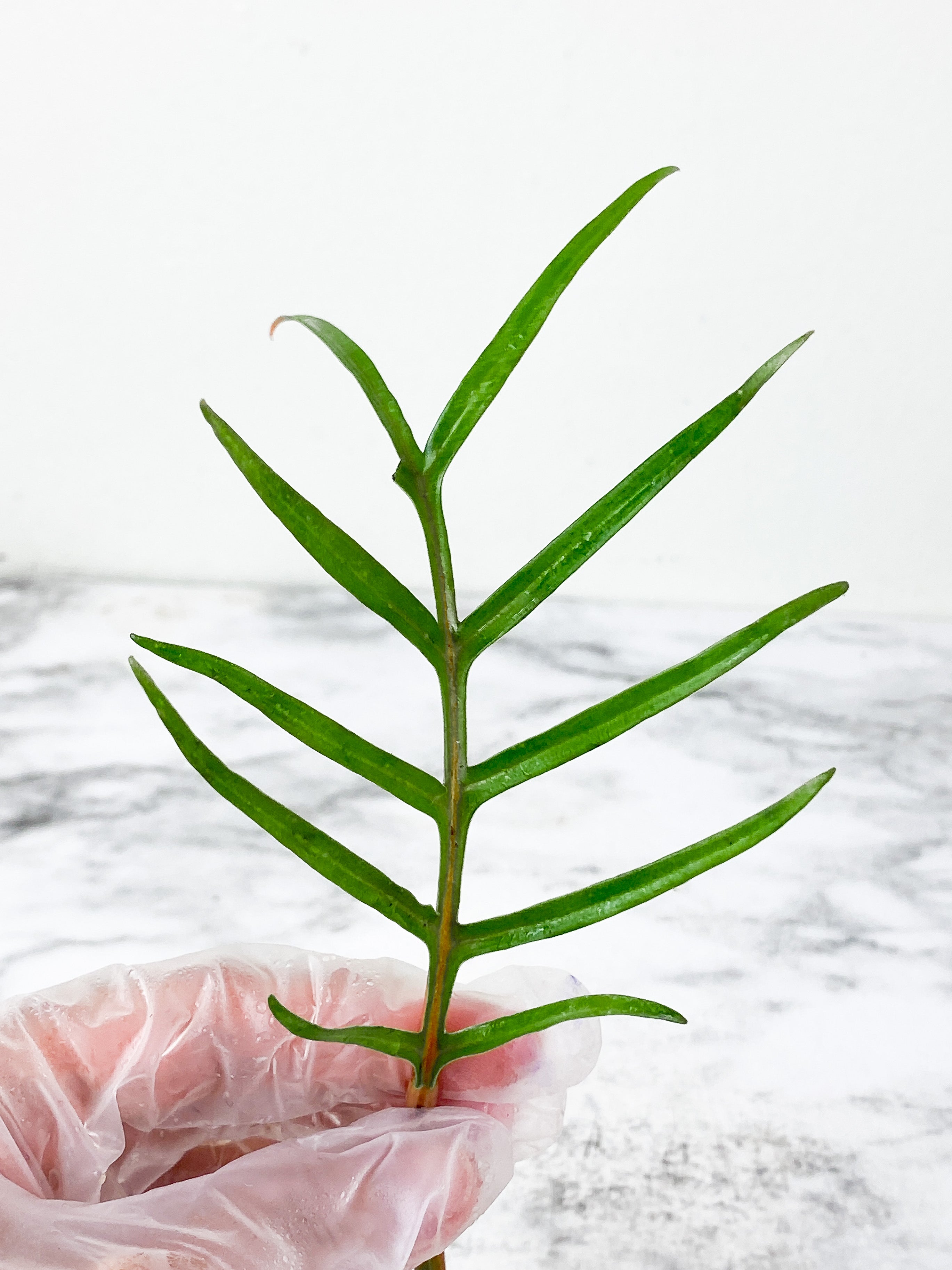 Philodendron Tortum narrow form 1 leaf  and 1 new bud rooting