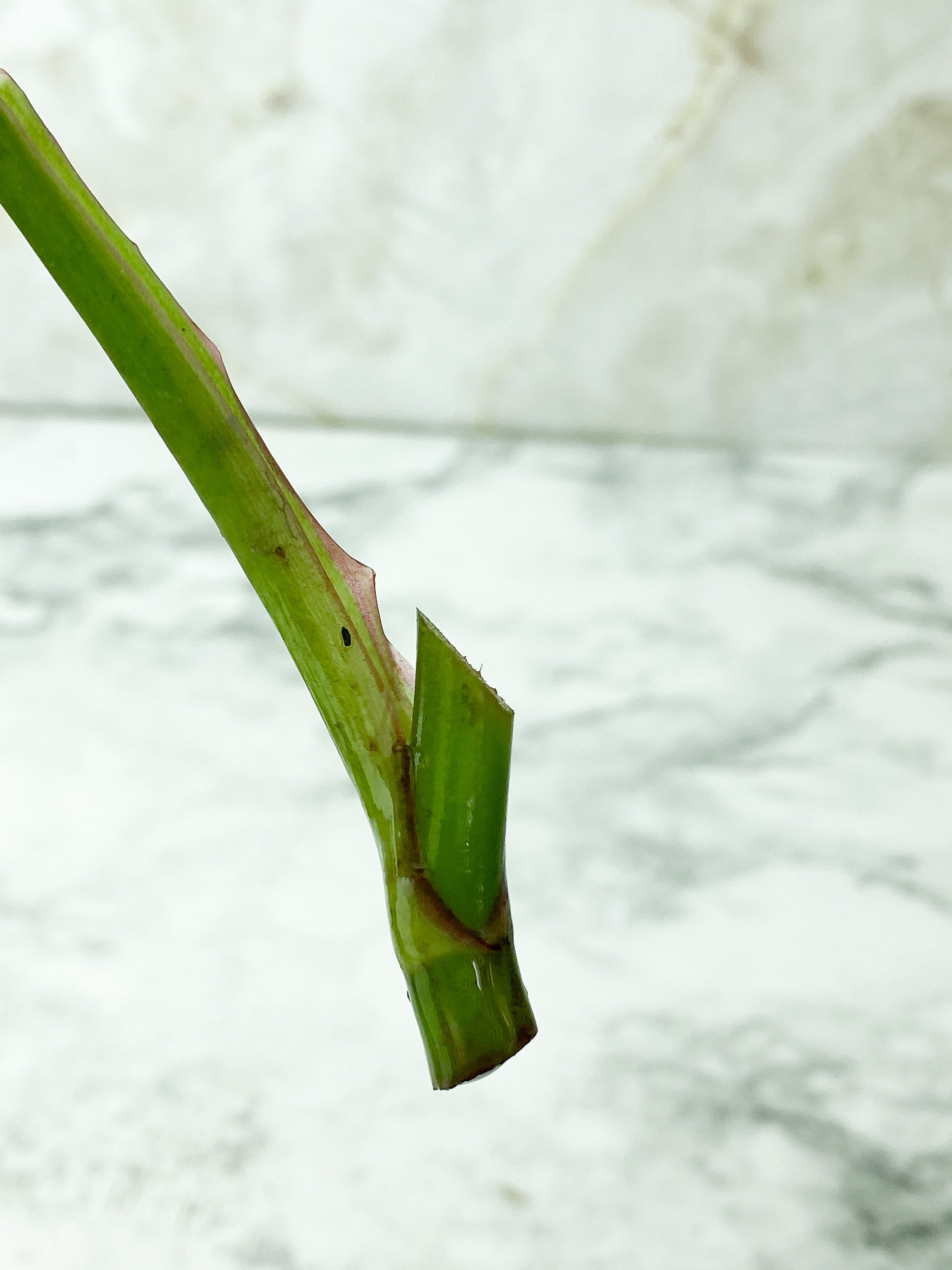 Philodendron White Princess unrooted Cutting