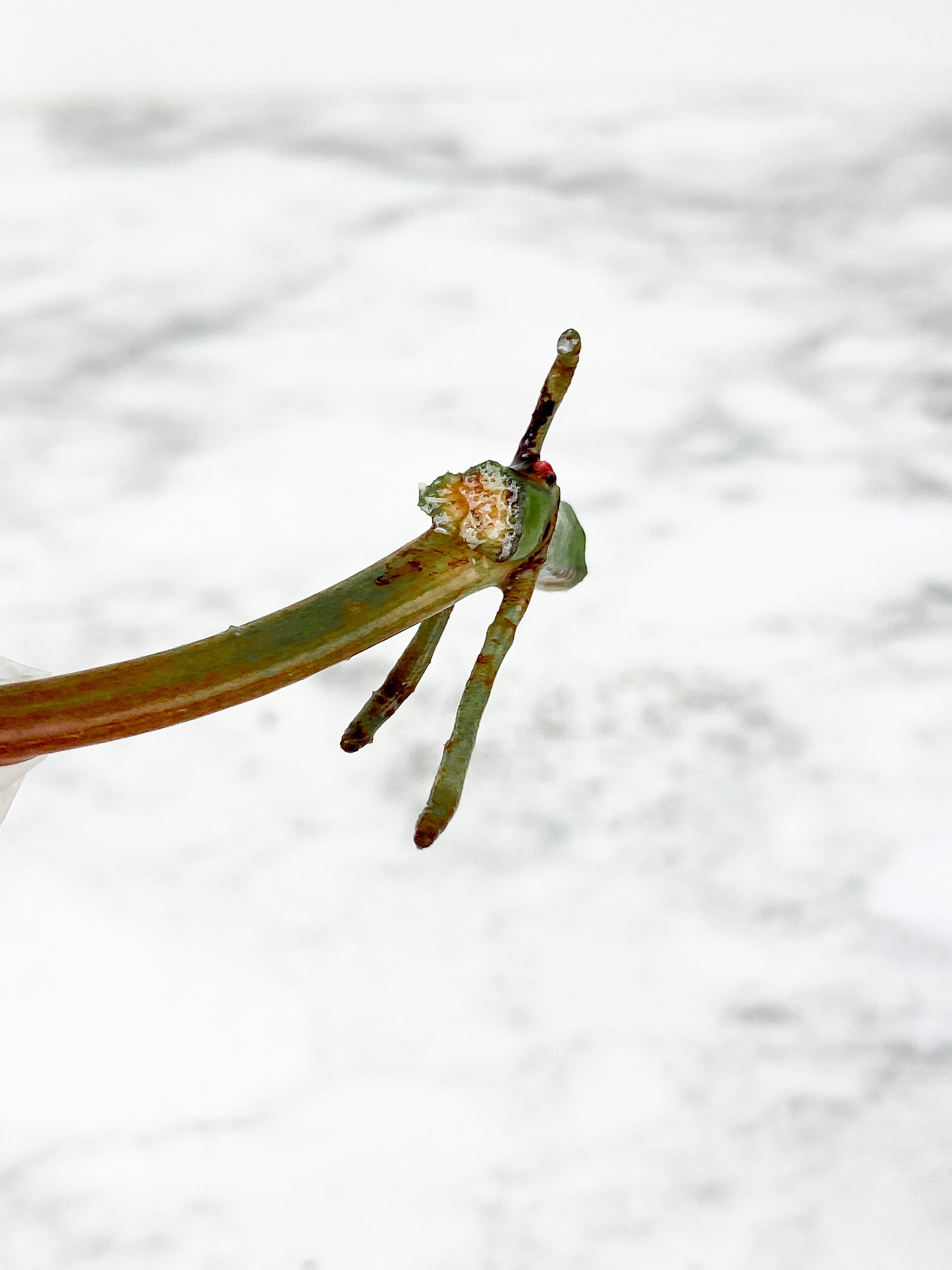 Philodendron Tortum narrow form 1 leaf  and 1 new bud rooting