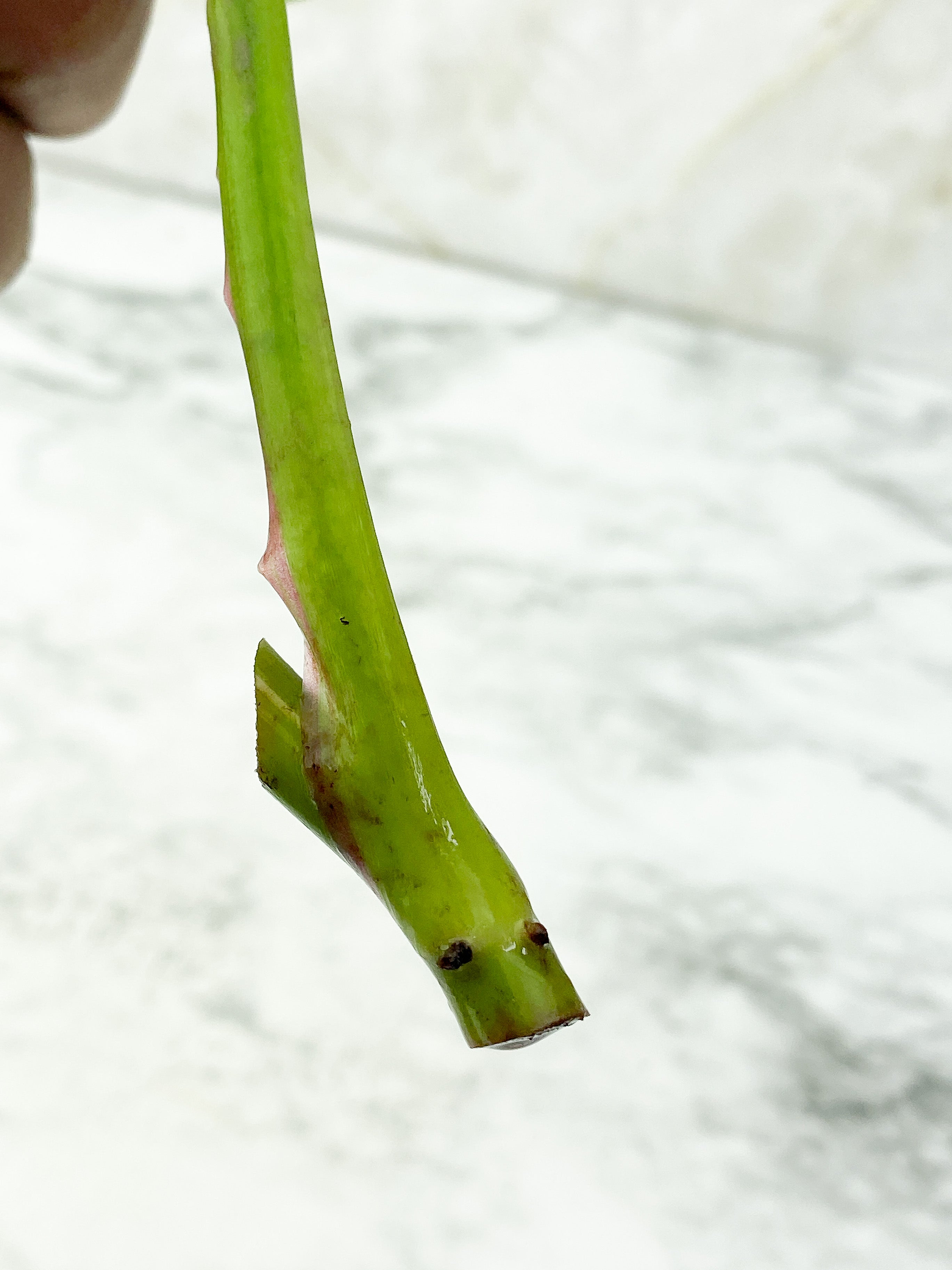 Philodendron White Princess unrooted Cutting