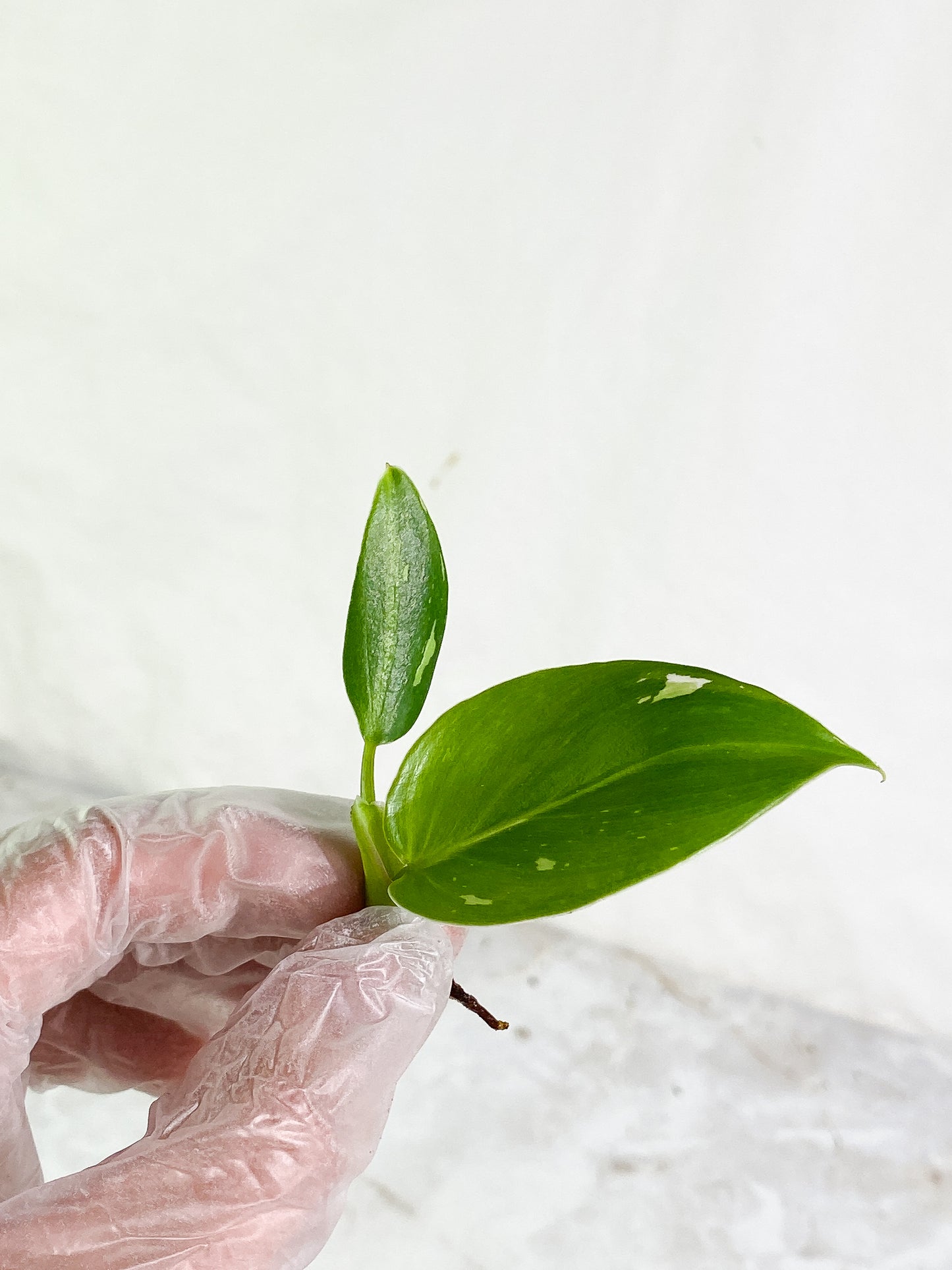 Philodendron white wizard 2 baby leaves unrooted
